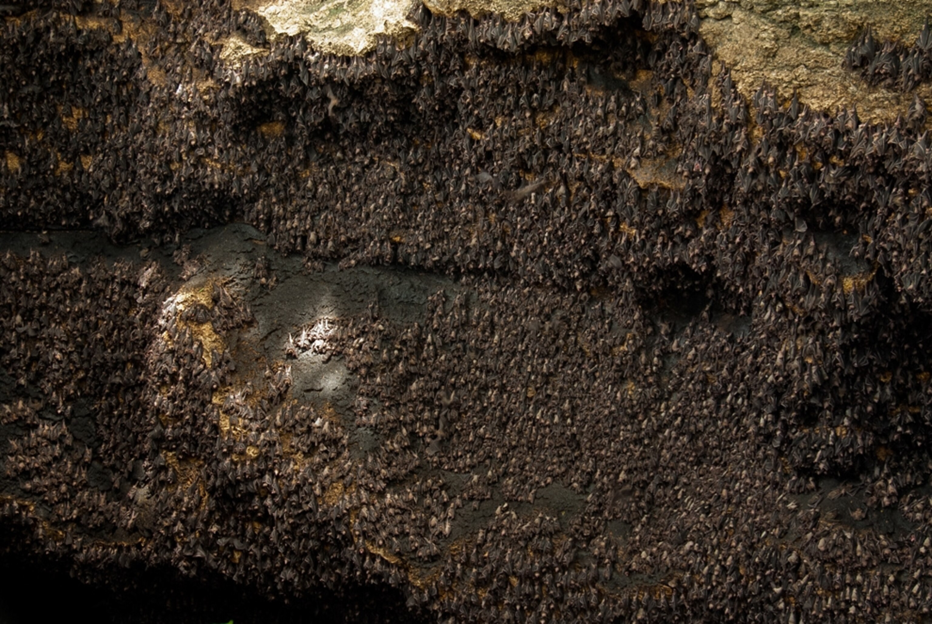 A picture of bats teeming in a cave in the Philippines