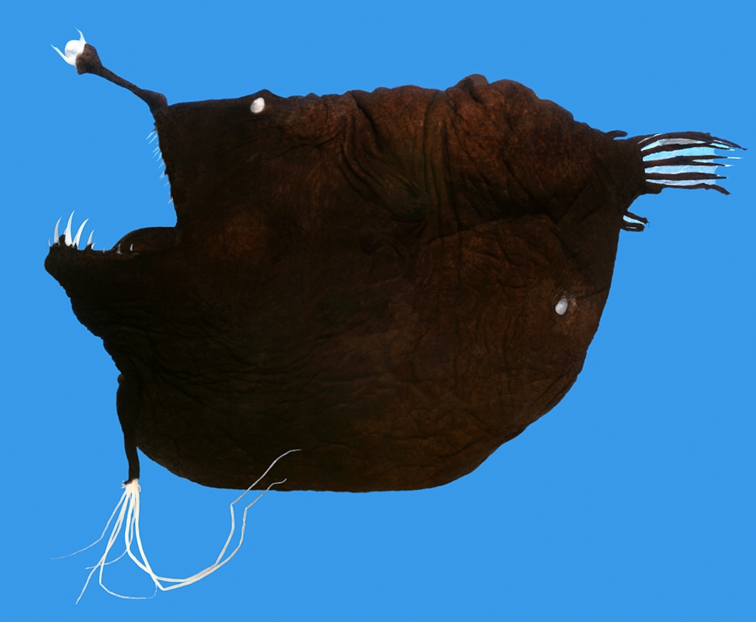 Picture of an anglerfish from a new study of fish species new to Greenland.
