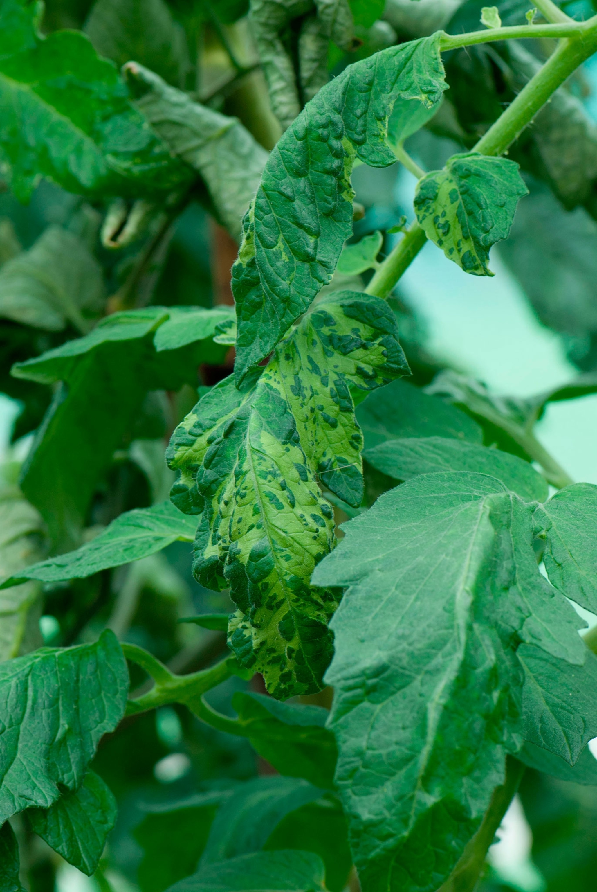 a tomato leaf with cucumber