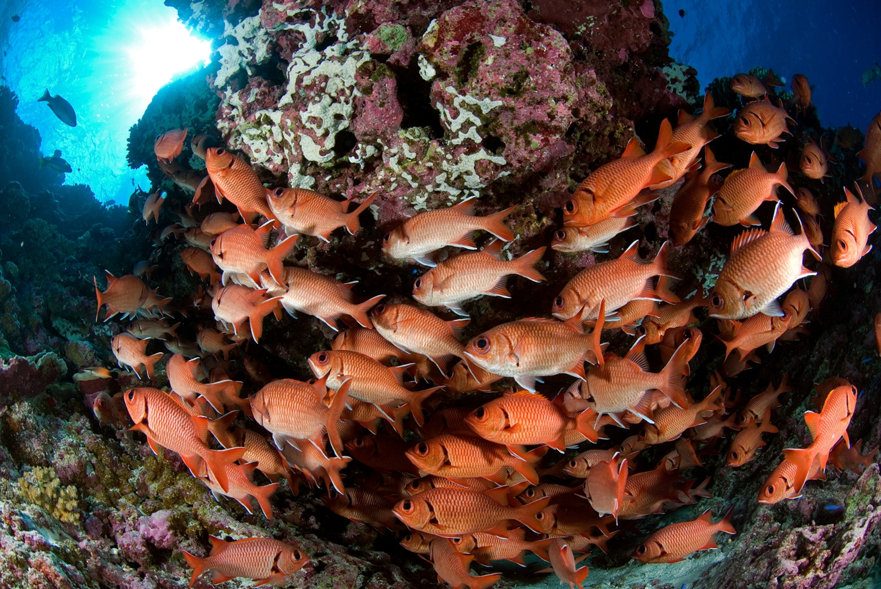 A school of whitespot soldierfish (Myripristis woodsi) flank a coral head in Southern Line Islands, Kiribati.