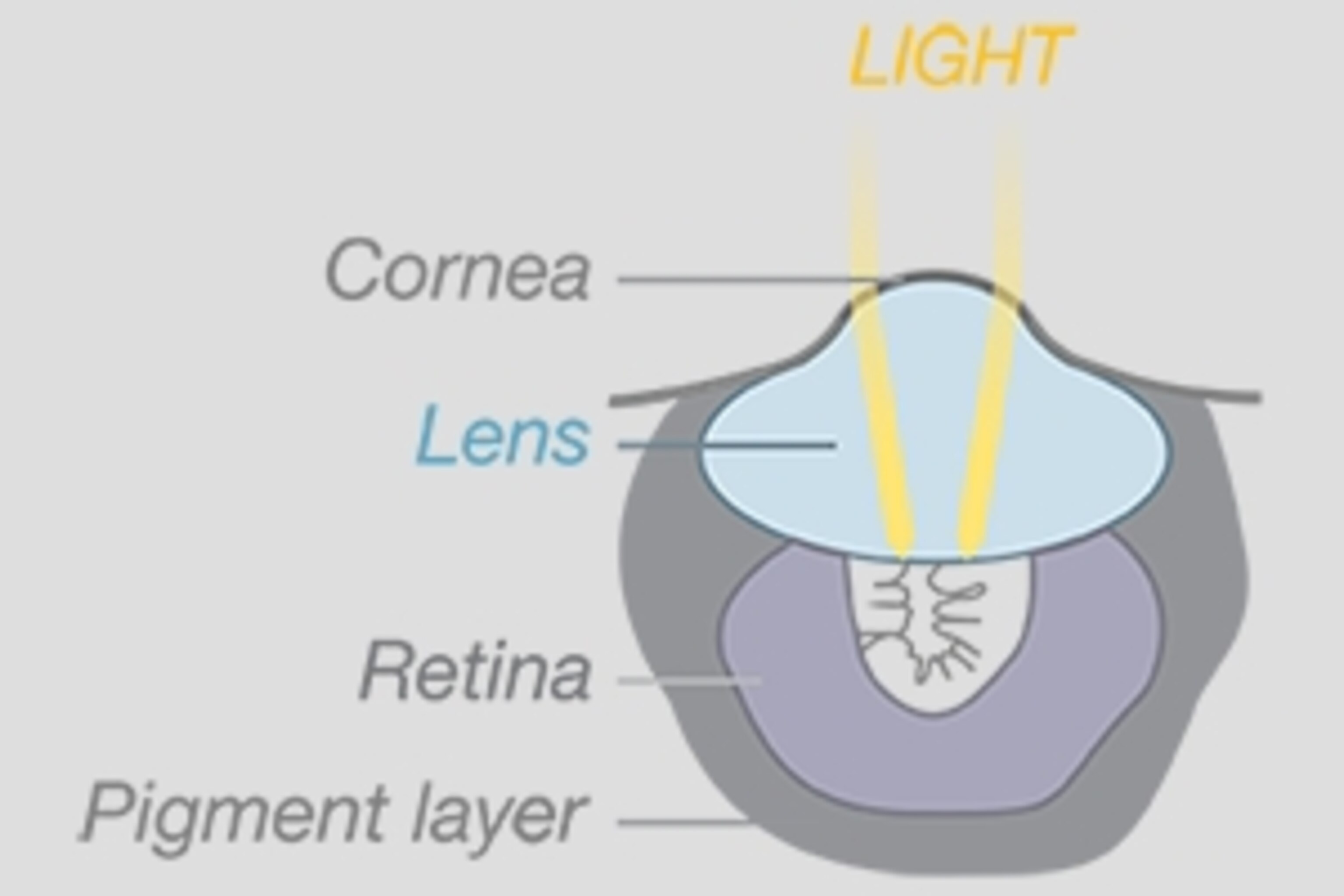 Inside the Eye: Nature’s Most Exquisite Creation