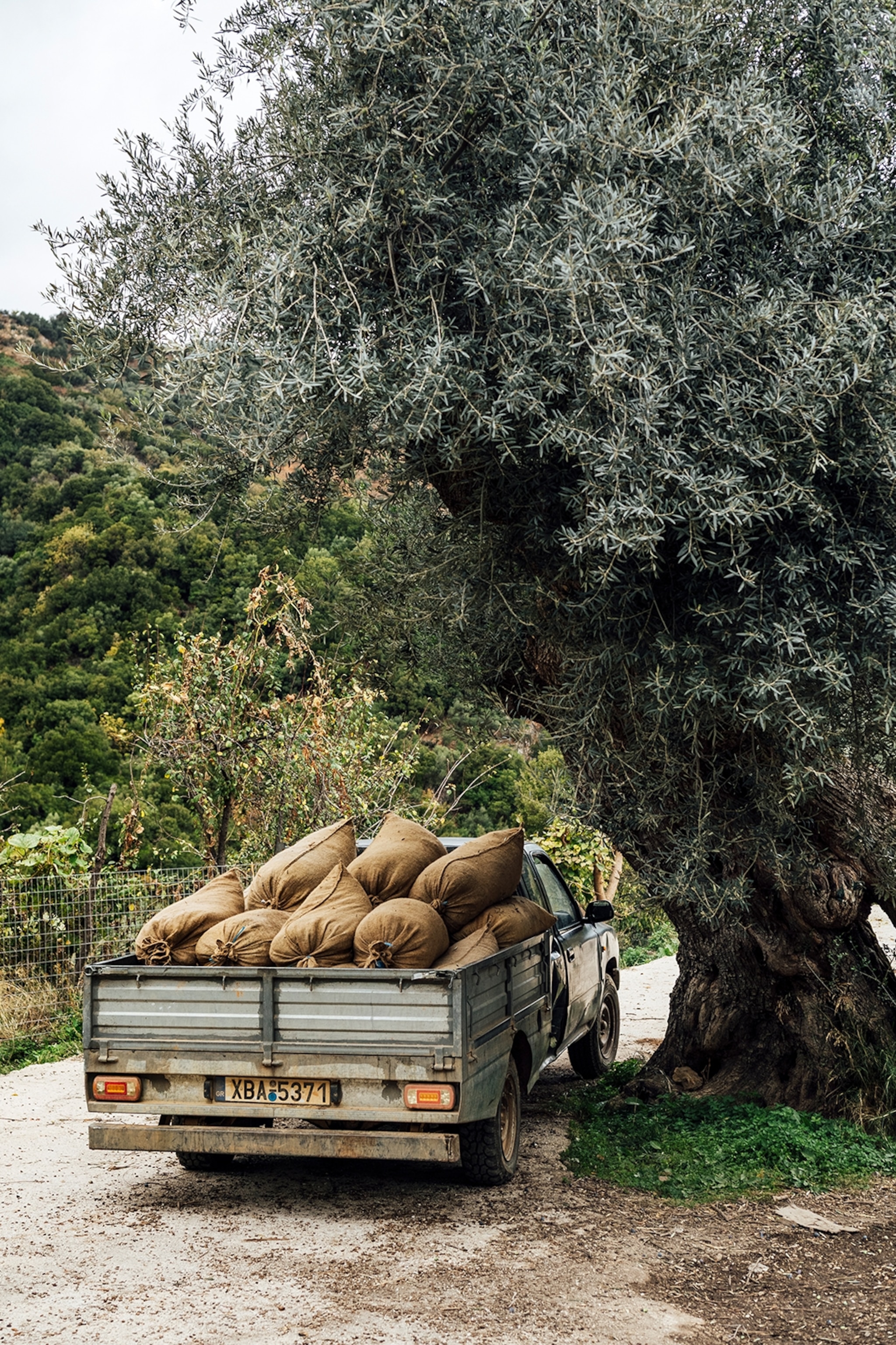 A truck loaded with bags of olives drives along a rural track.