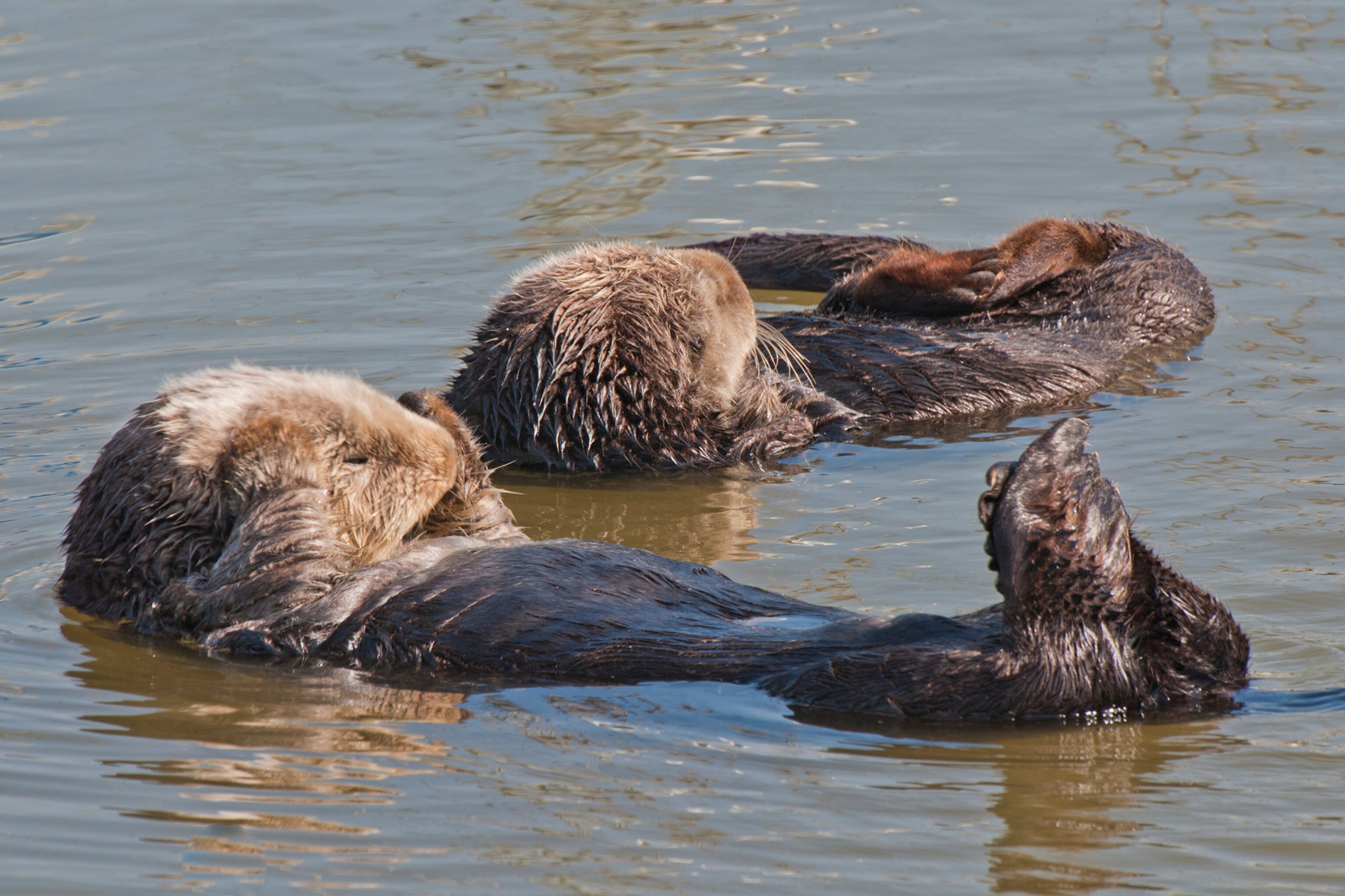 Rare Otter Fossil Found in the Mexican Desert
