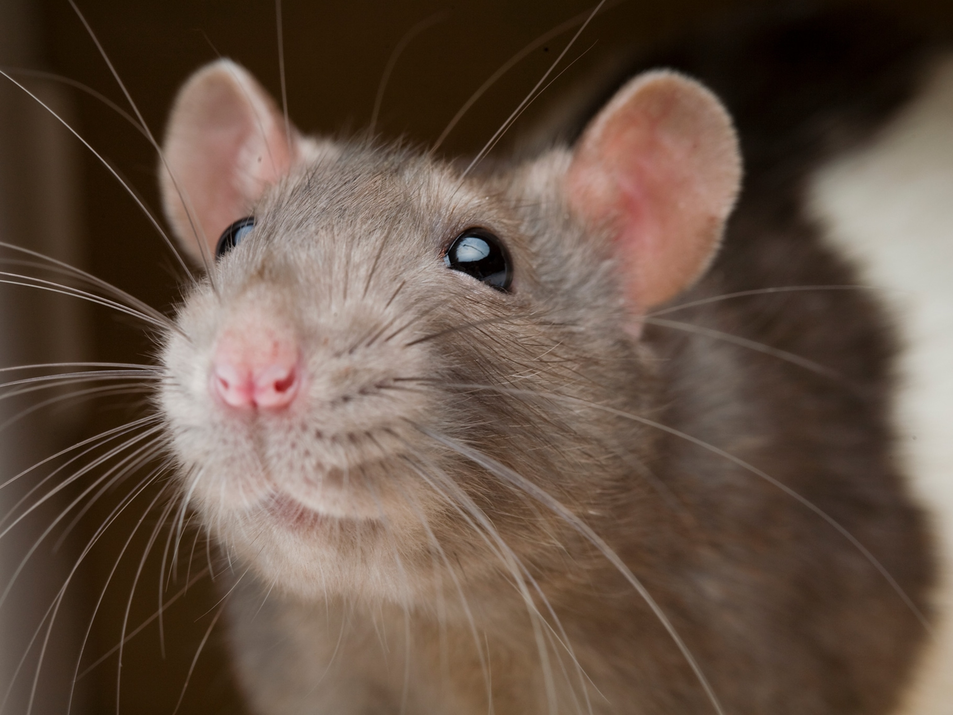 Do Mice Carry Food In Their Cheeks