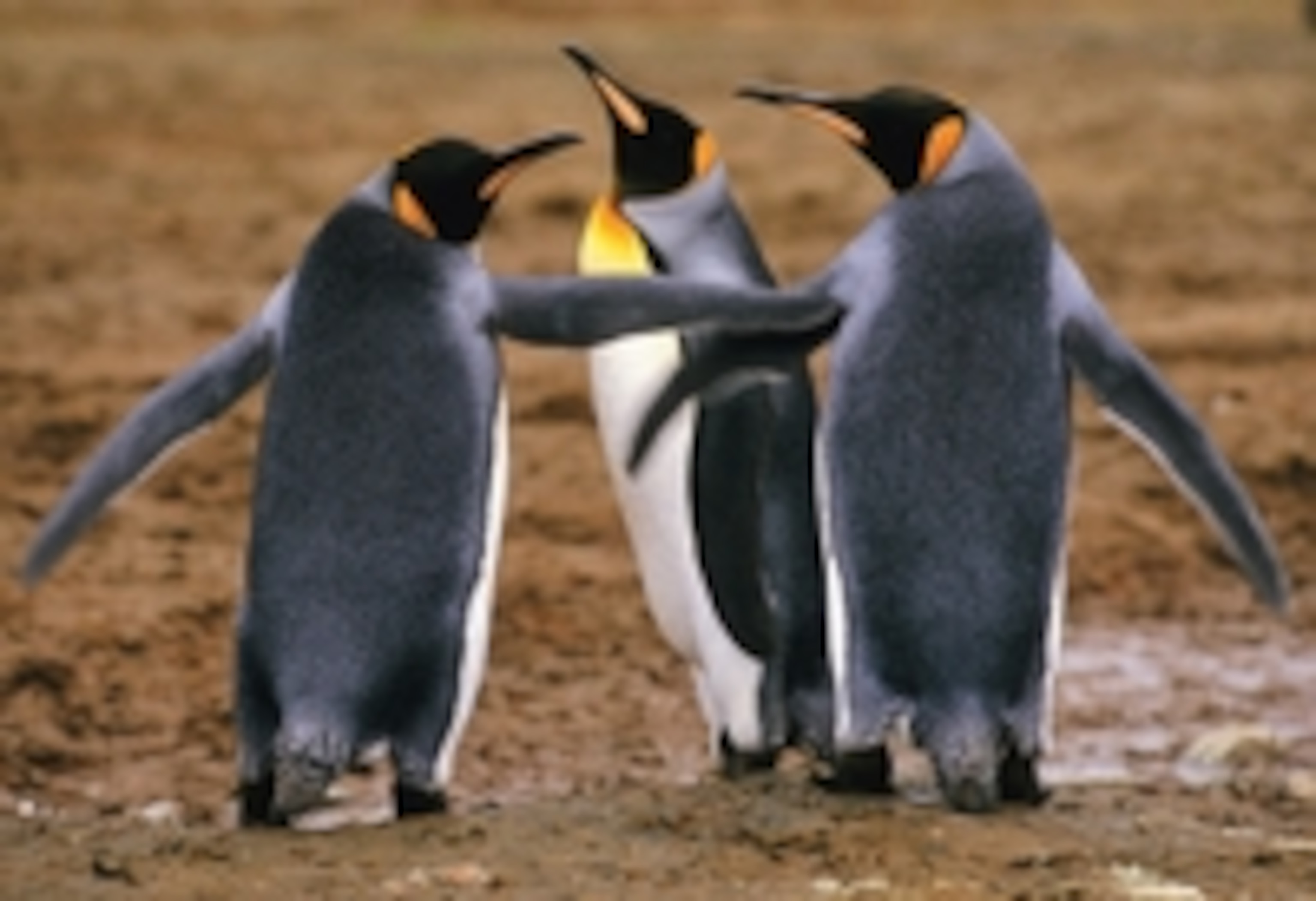 Falklands Penguins