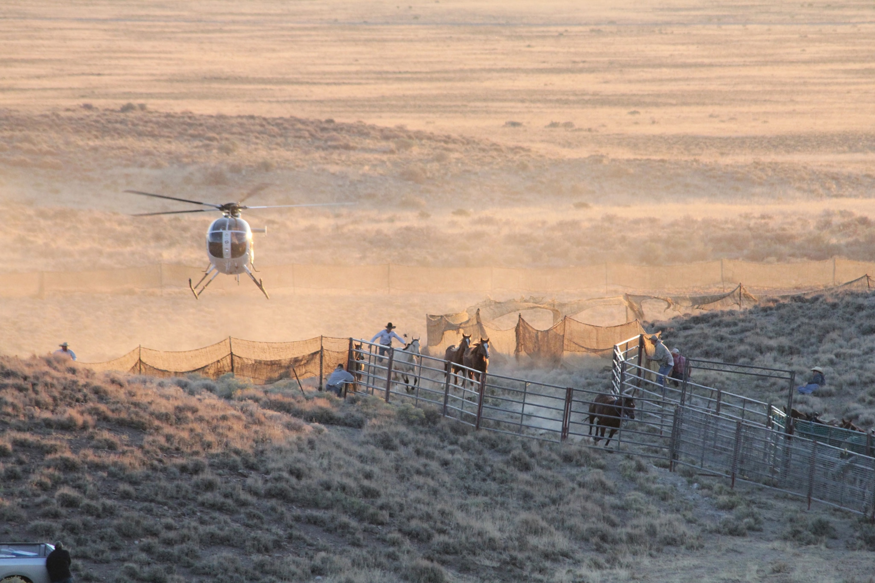 wild horses being corralled in Antelope Valley, Nevada