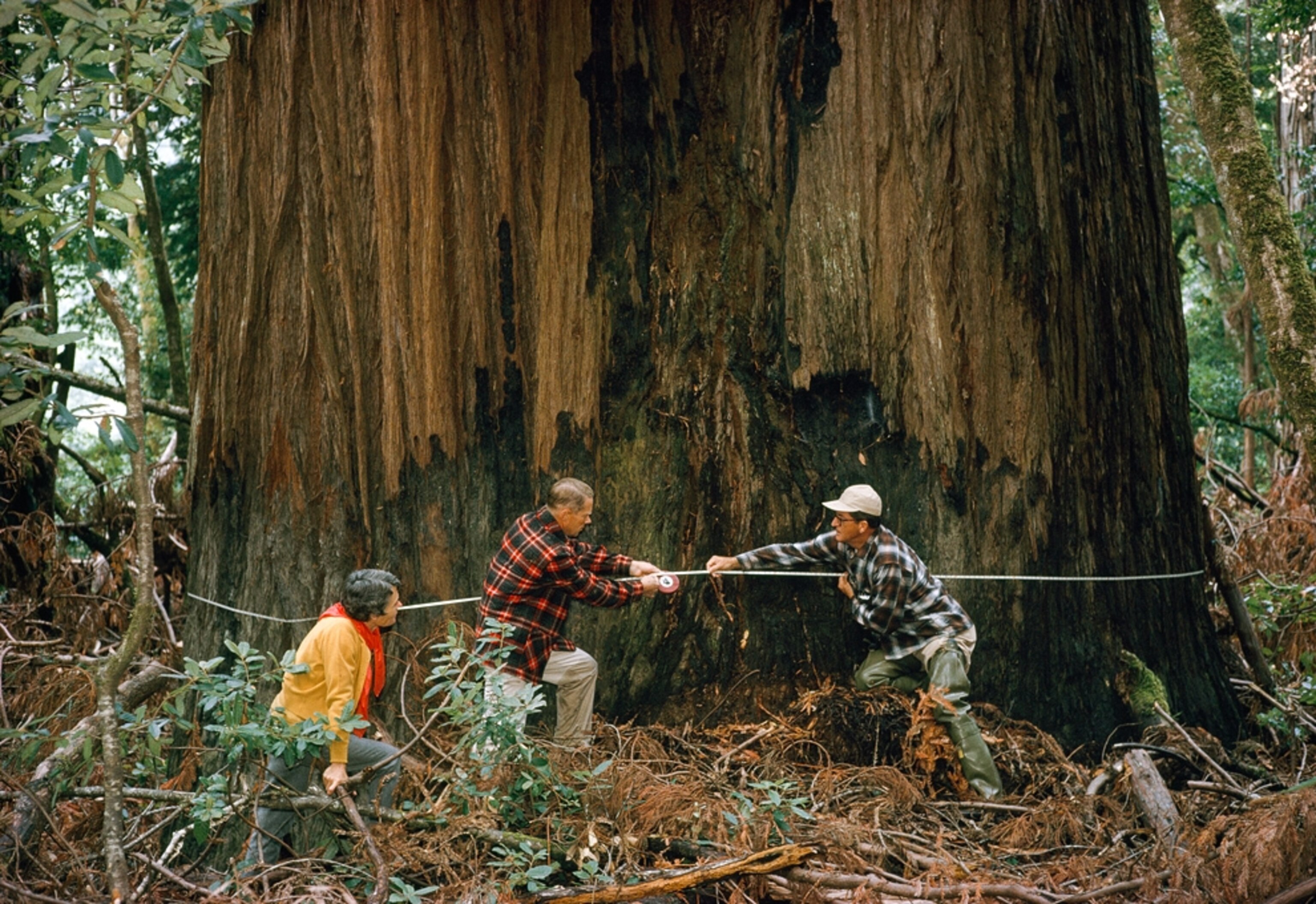 Redwood tree picture: for gallery on top ten National Geographic grants