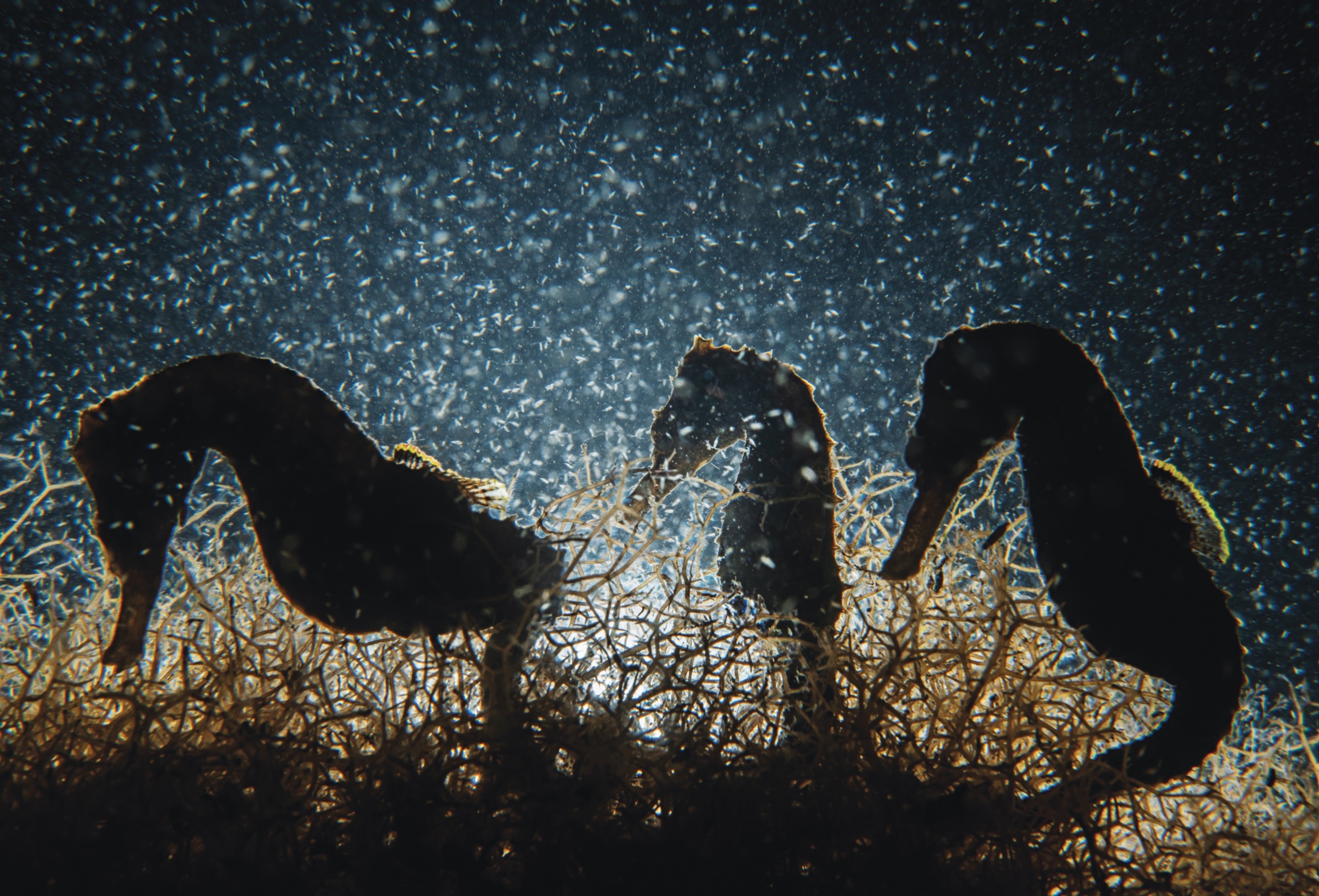 Three seahorses feeding at night looking like real grazing horses.