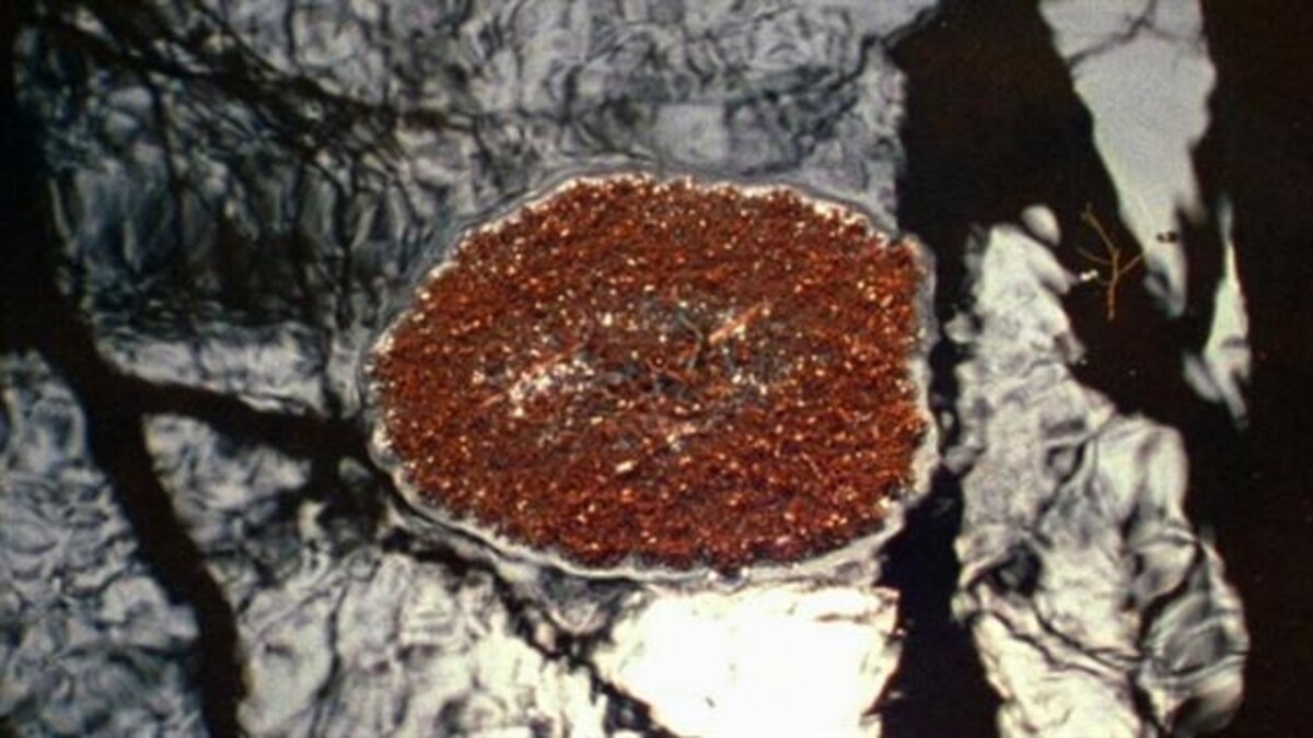 Red Ant Raft How Ants Survive Flooding by Forming Giant Rafts | National Geographic