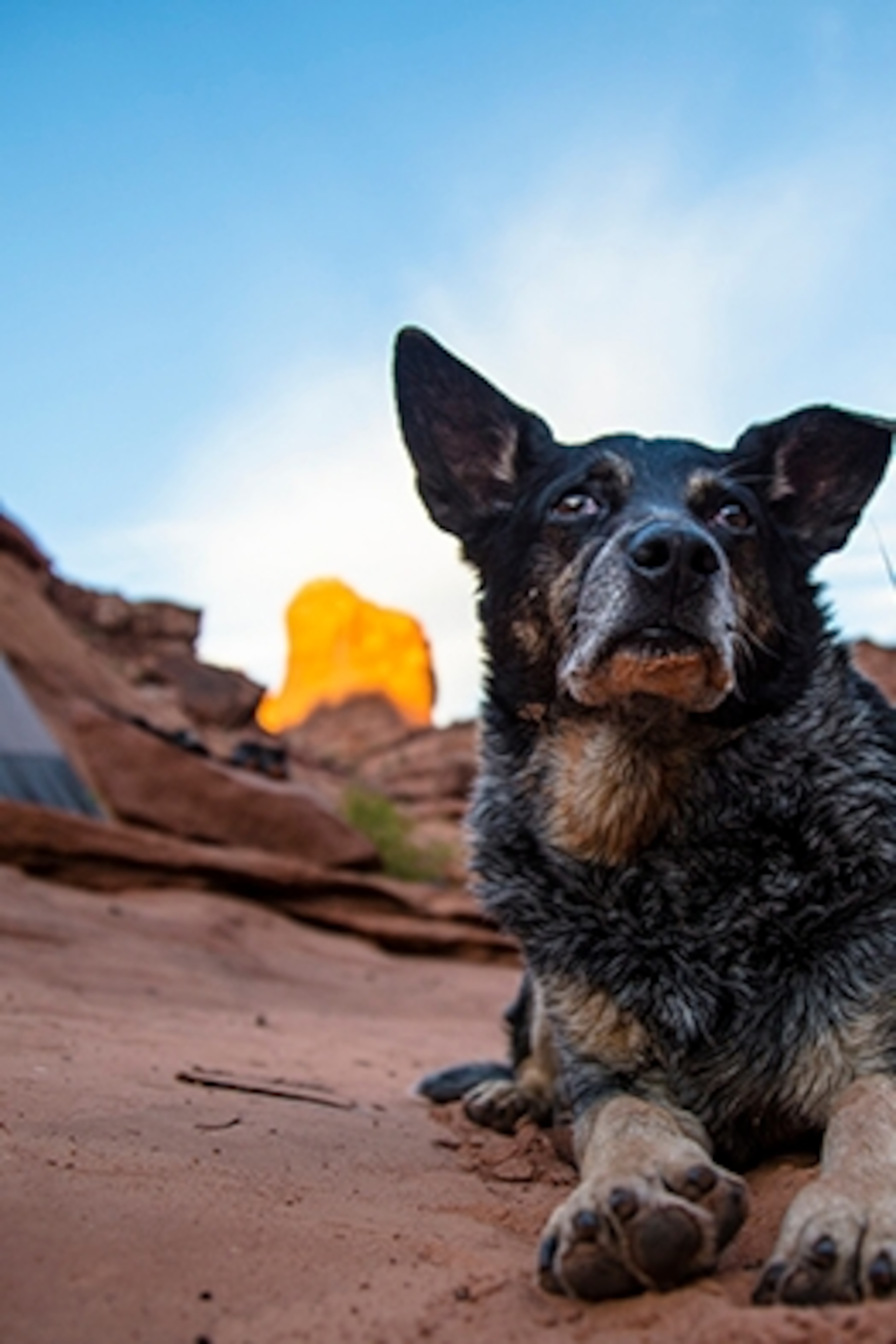 Where Are Dogs Not Allowed On The Appalachian Trail