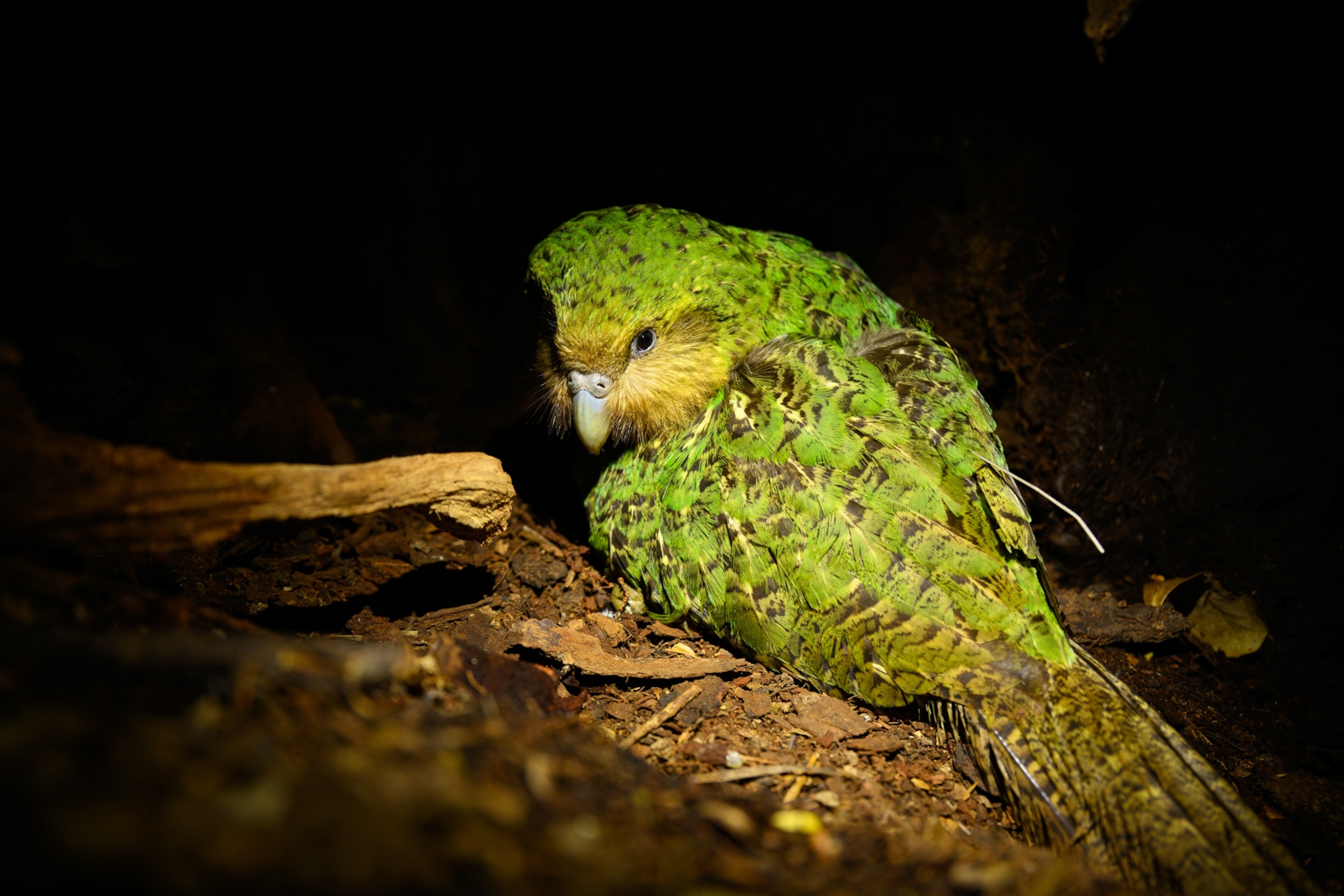 Dusky the Kākāpō