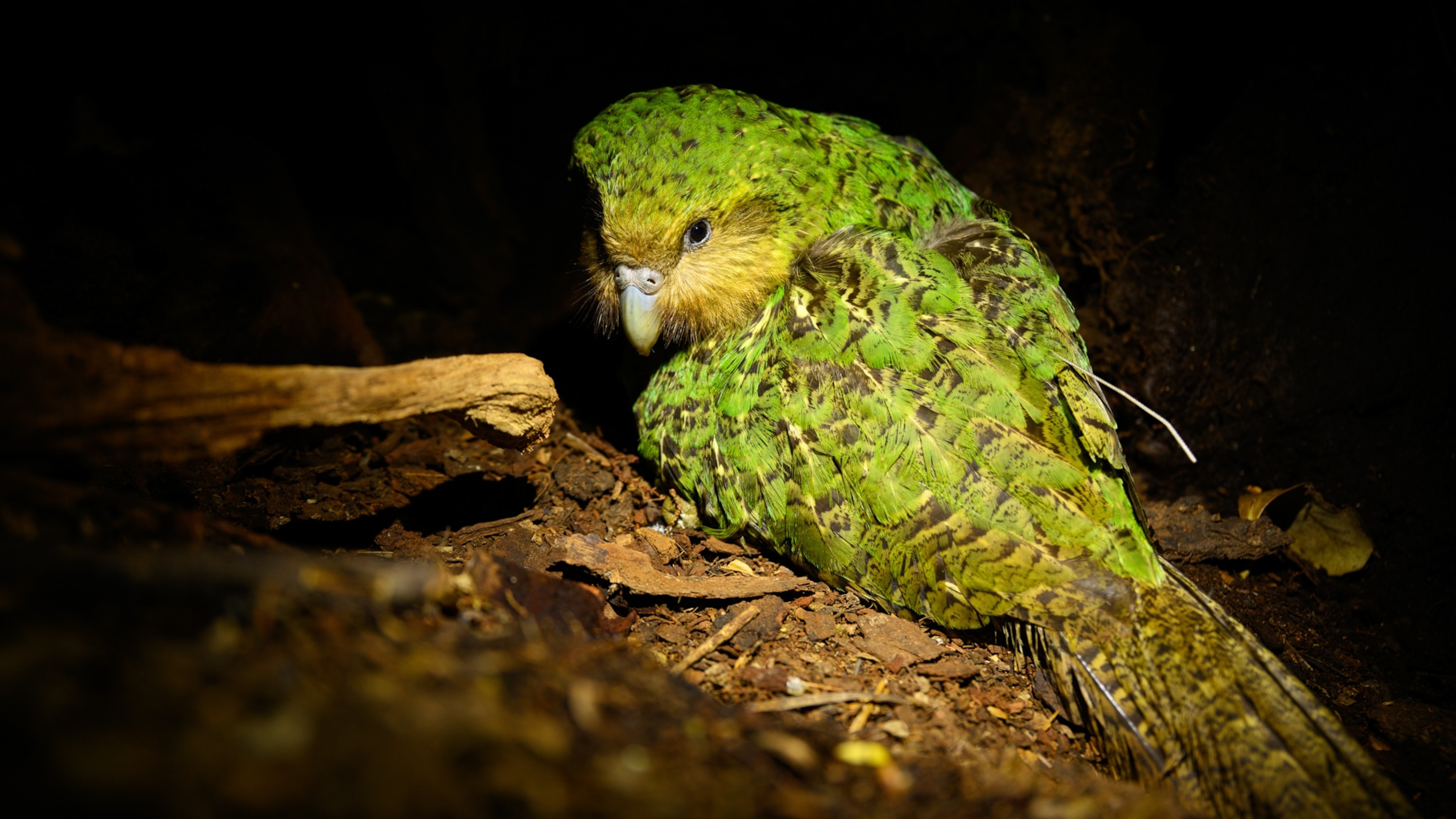 Can these chunky ground-dwelling parrots survive on their own?