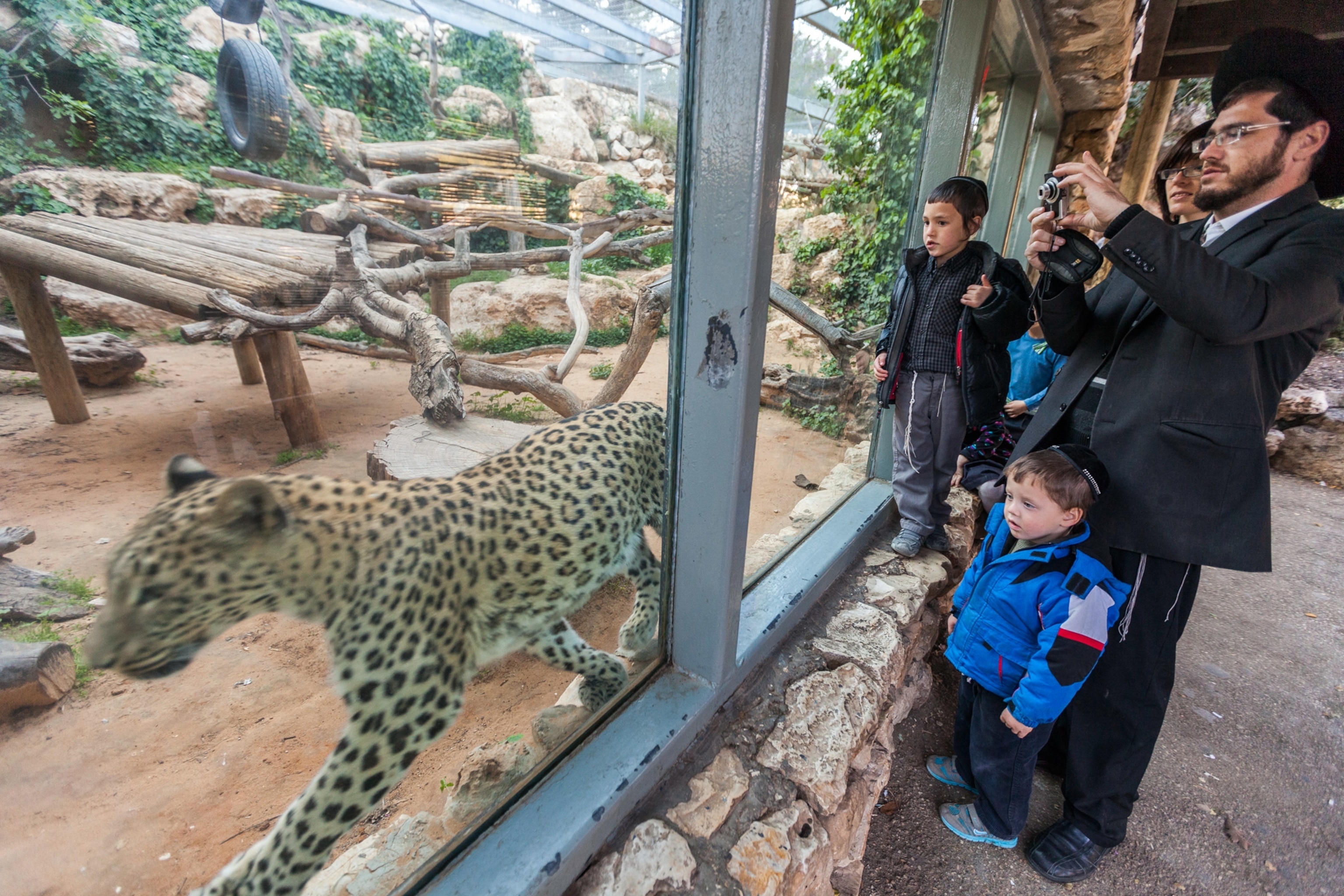 a family looking at a cheetah at the zoo.