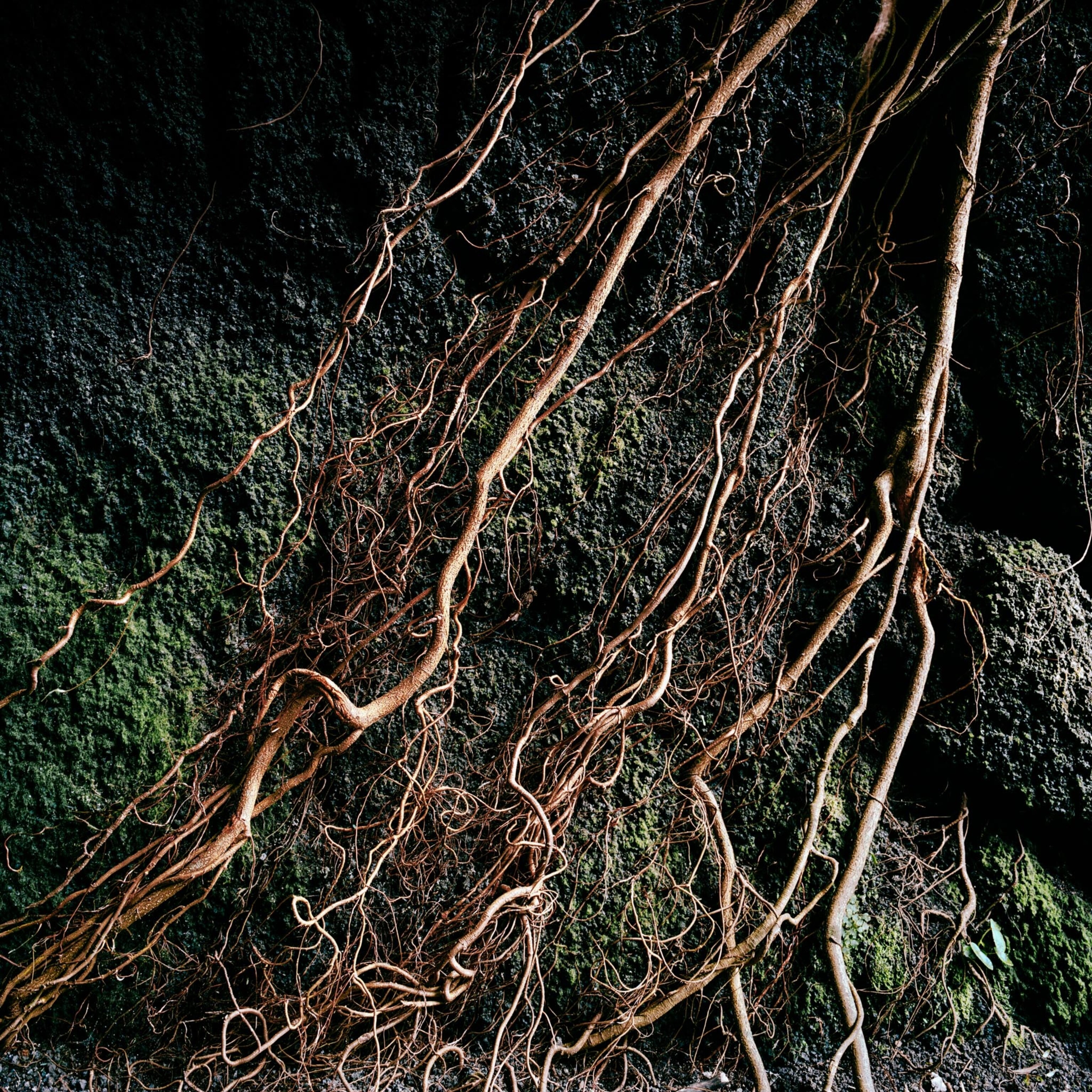 roots reaching across rock