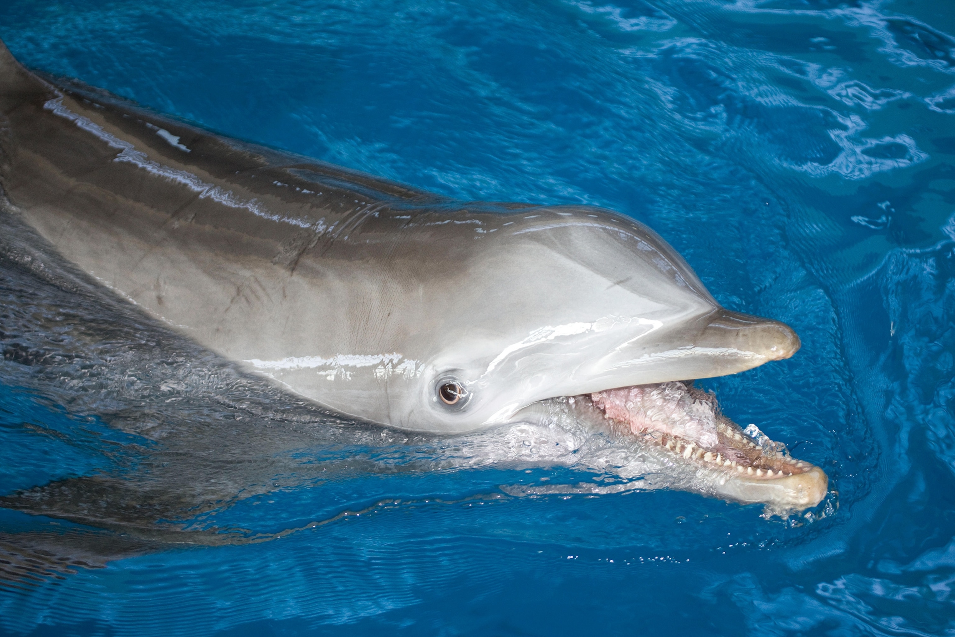 2 bottlenose dolphins.