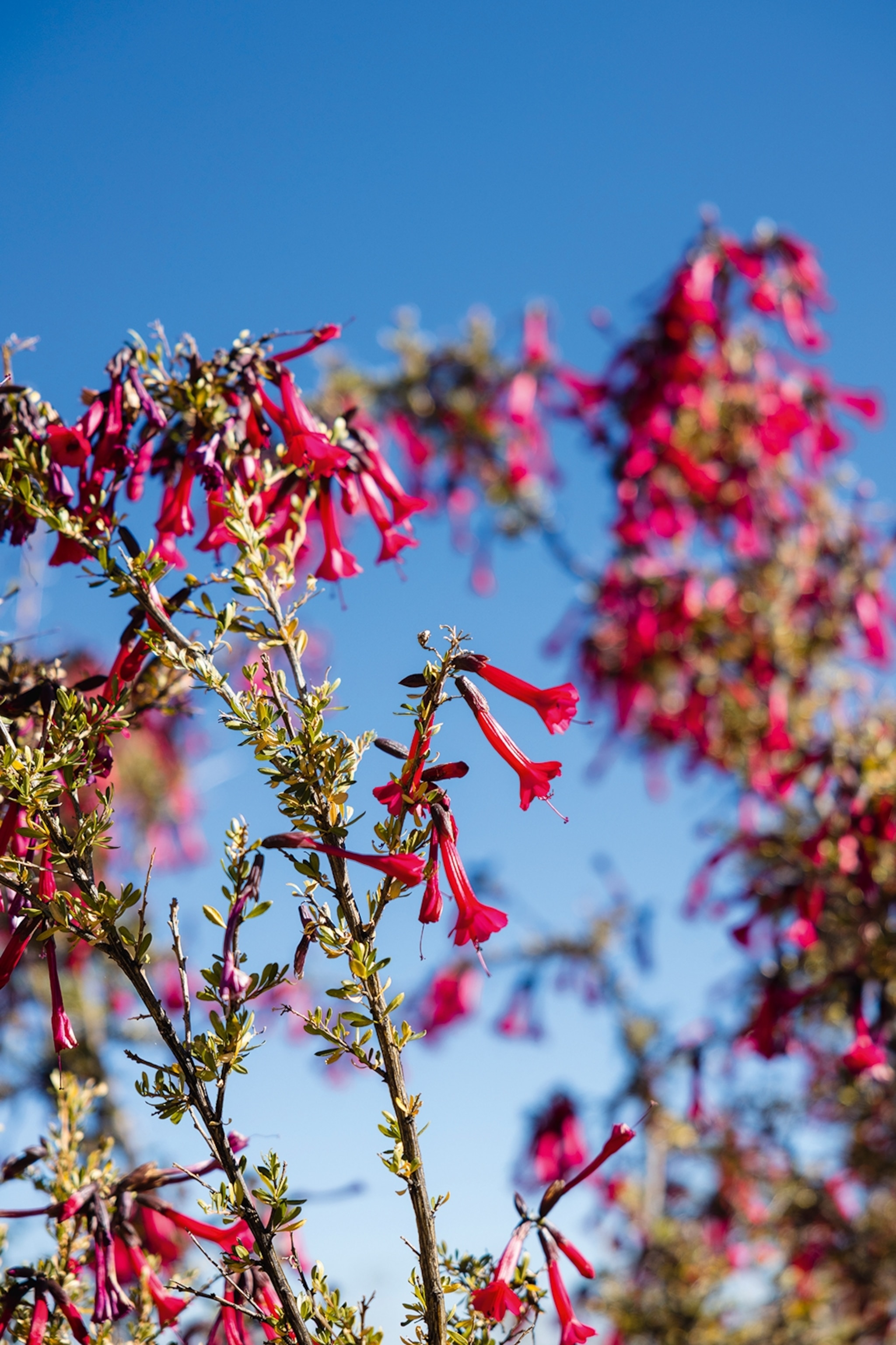 A close-up of funnel shaped flowers.