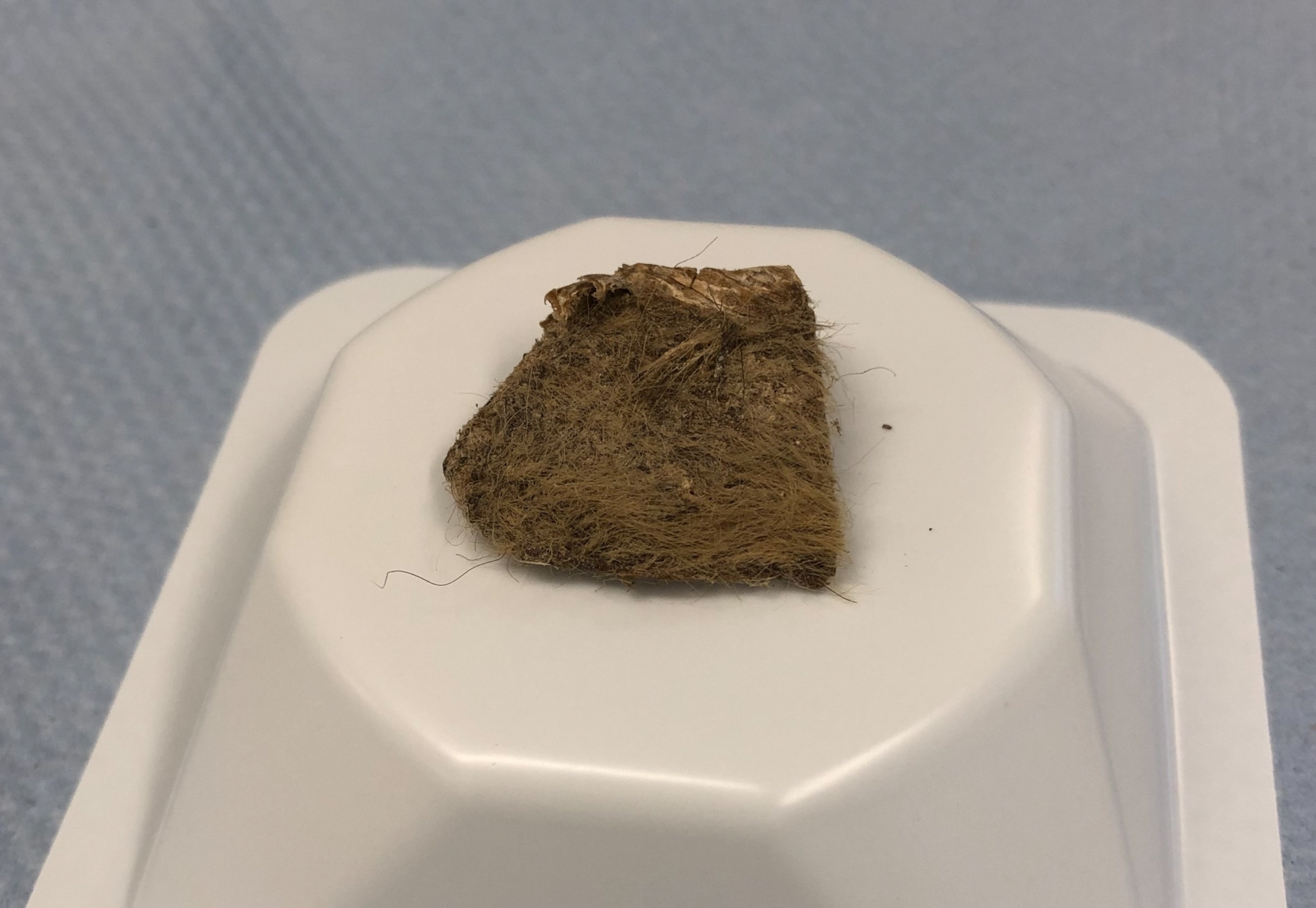 A rectangular piece preserved rhino tissue, still covered in course brown hair.