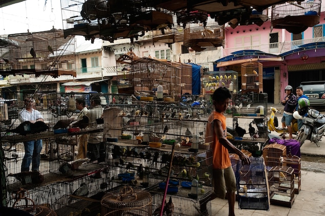 Indonesia's bird markets are notorious for selling protected species of birds and other animals. Photograph by Mark Leong, National Geographic Creative