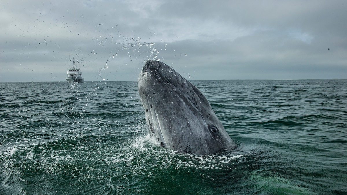 How to whale watch responsibly