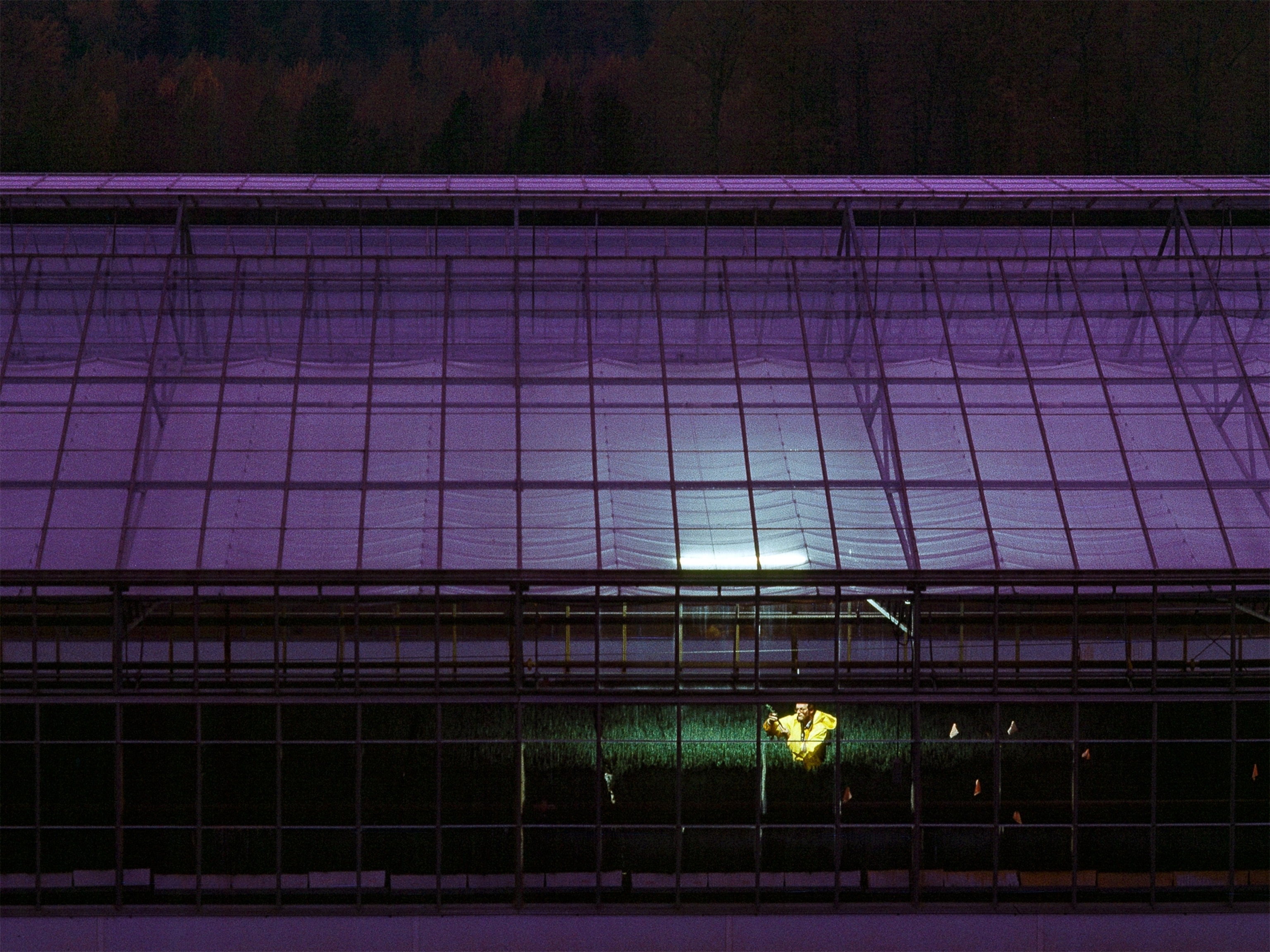 A pulp mill manager inspects spruce tree seedlings in a greenhouse.