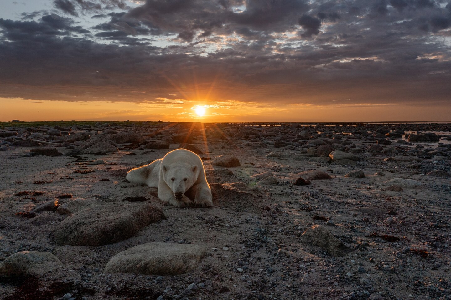 “These bears are really thriving and adapting to the environment,” Gregus says. “But they’re not adapting fast enough in certain places, because the ice is melting too fast.”