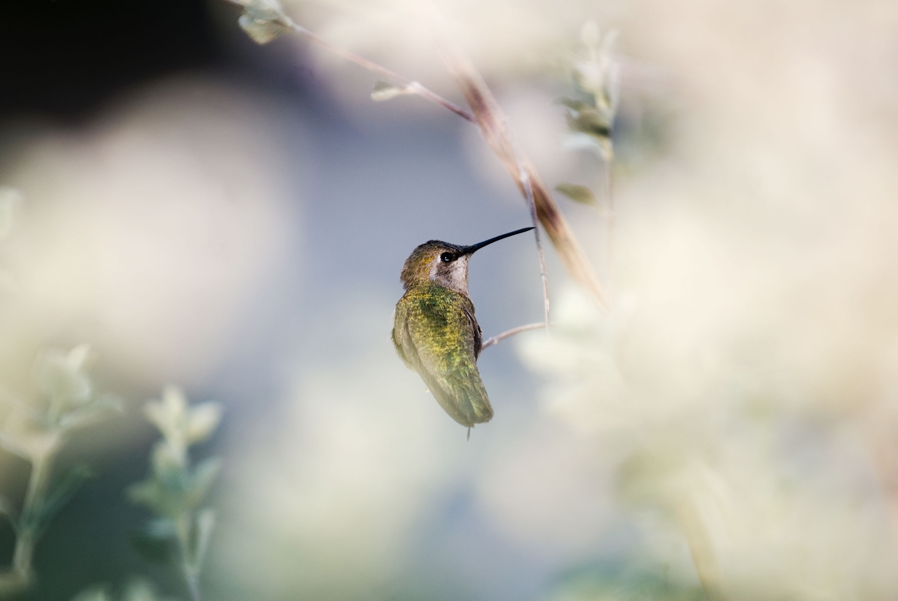 a hummingbird