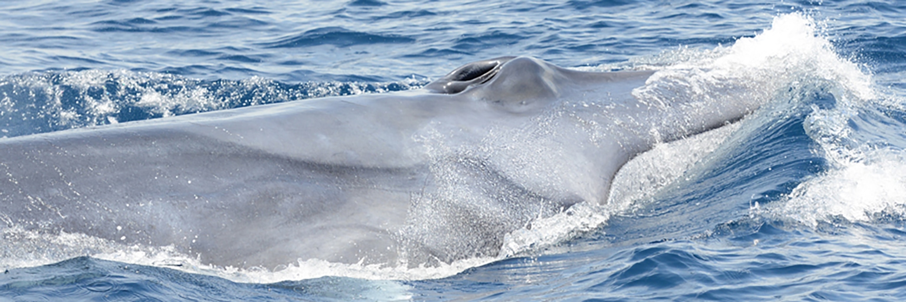 a Omura's whale