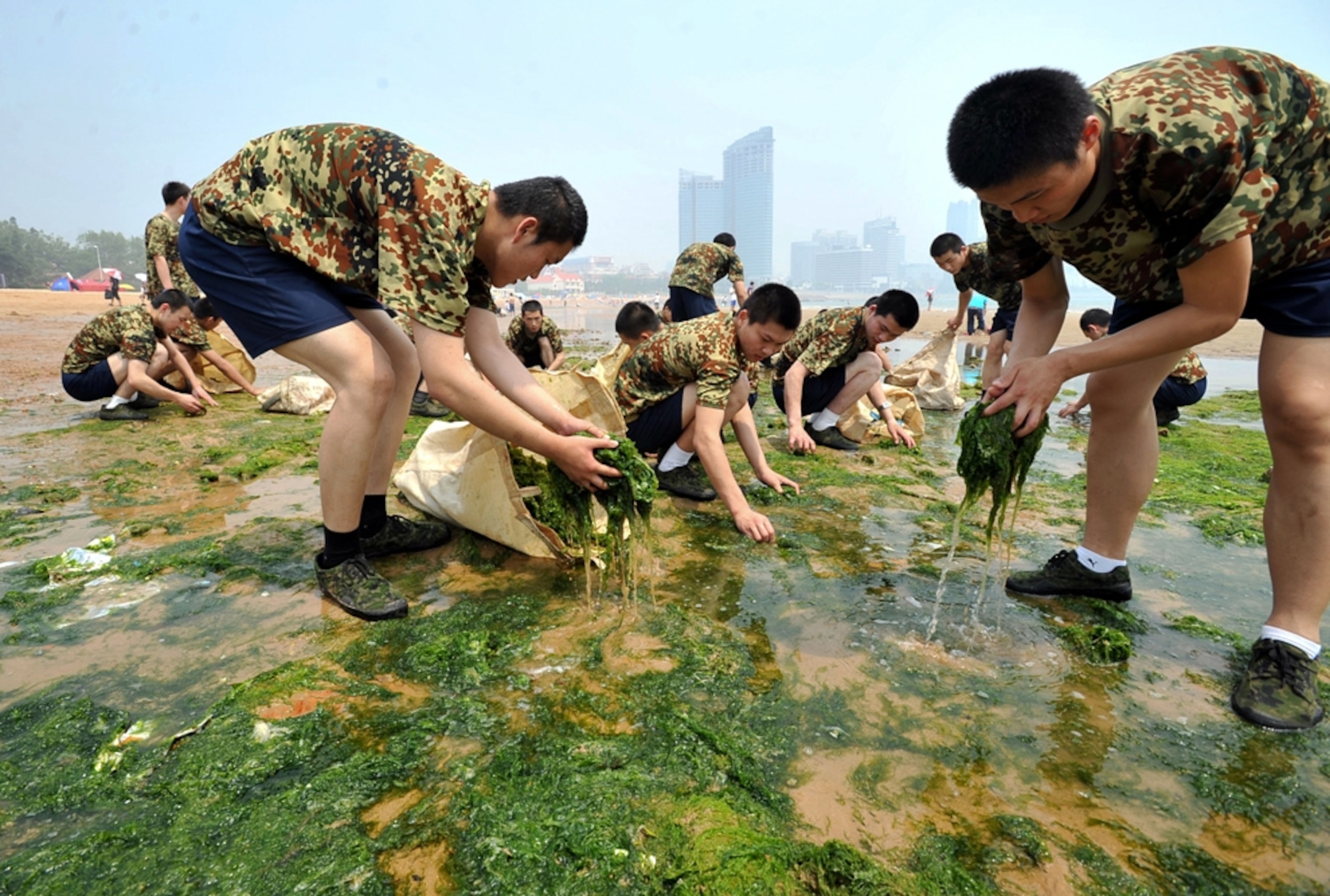 soldiers cleaning up algae on a Qingdao beach.