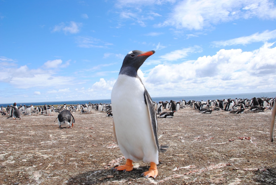 Gentoo Penguin Habitat Facts gentoo-penguin-habitat-facts