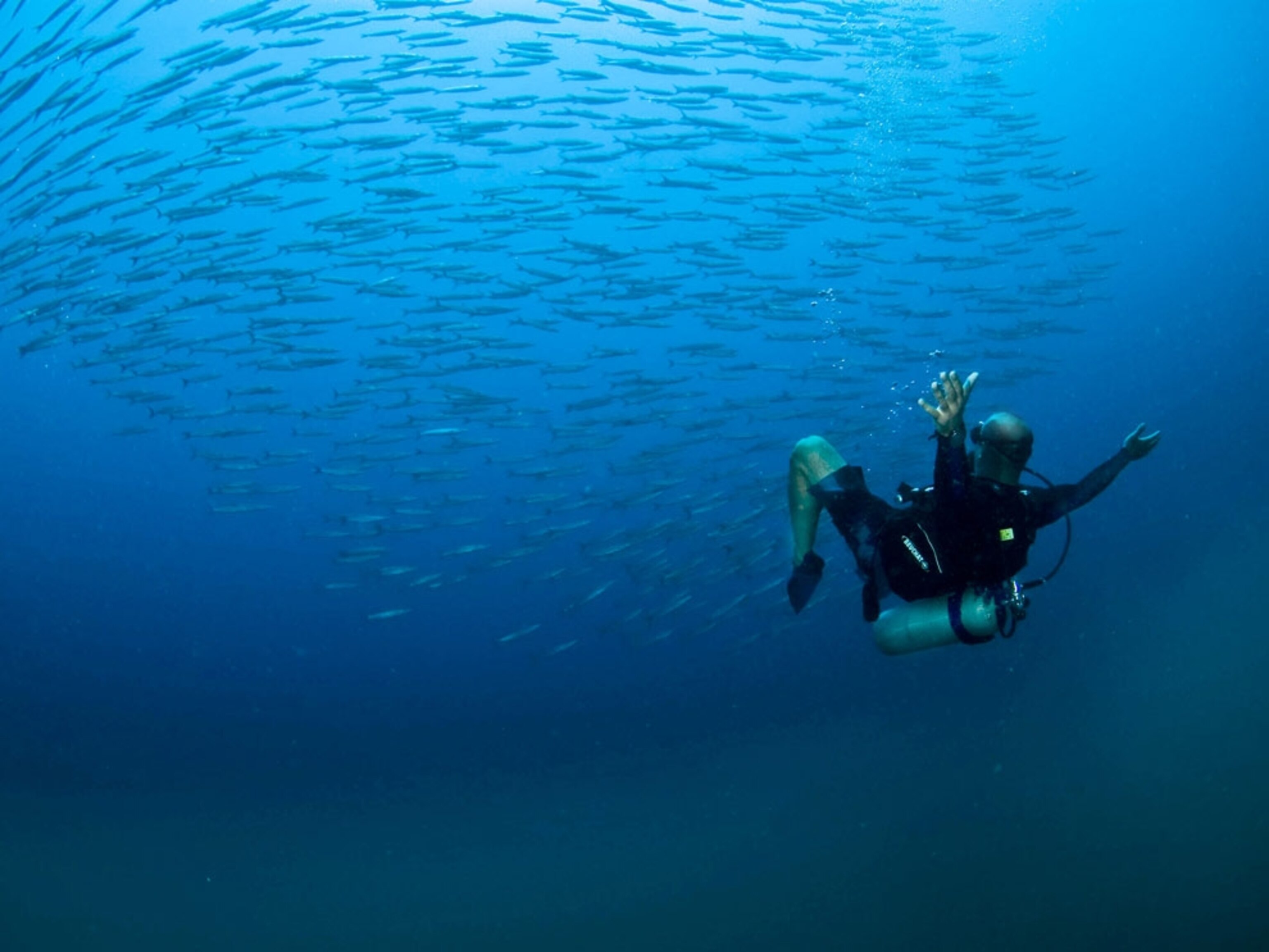Scuba diver and school of fish in deep blue water