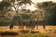 Your African Wildlife Photos National Geographic Your African Wildlife Photos National Geographic