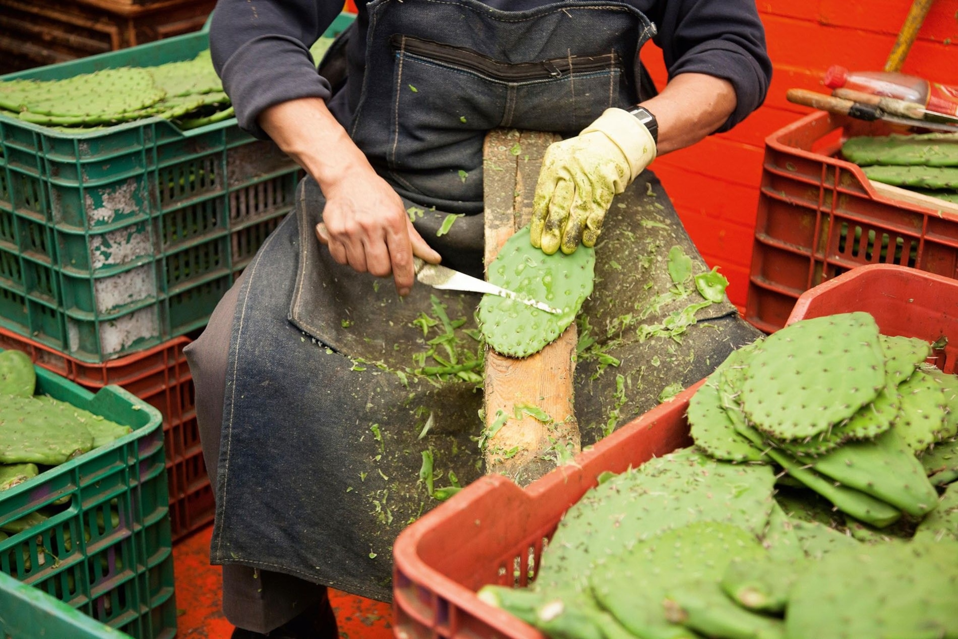 Nopales being prepared for sale in Mexico City