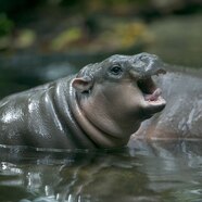 Gearrth g Gleoite Hippo Gearrth g Gleoite Hippo