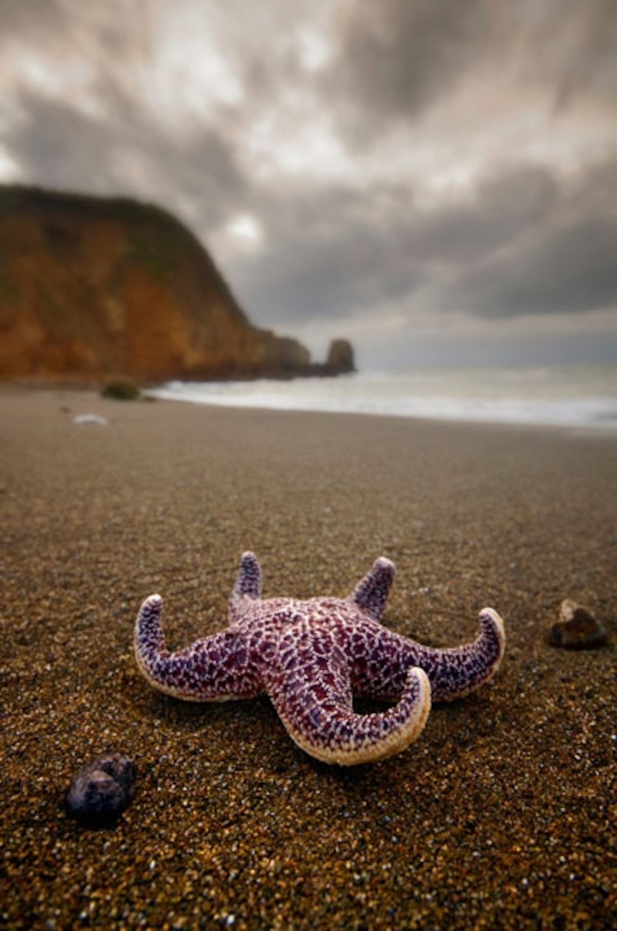 Sea star on the shore of Rockaway Beach, Pacifica