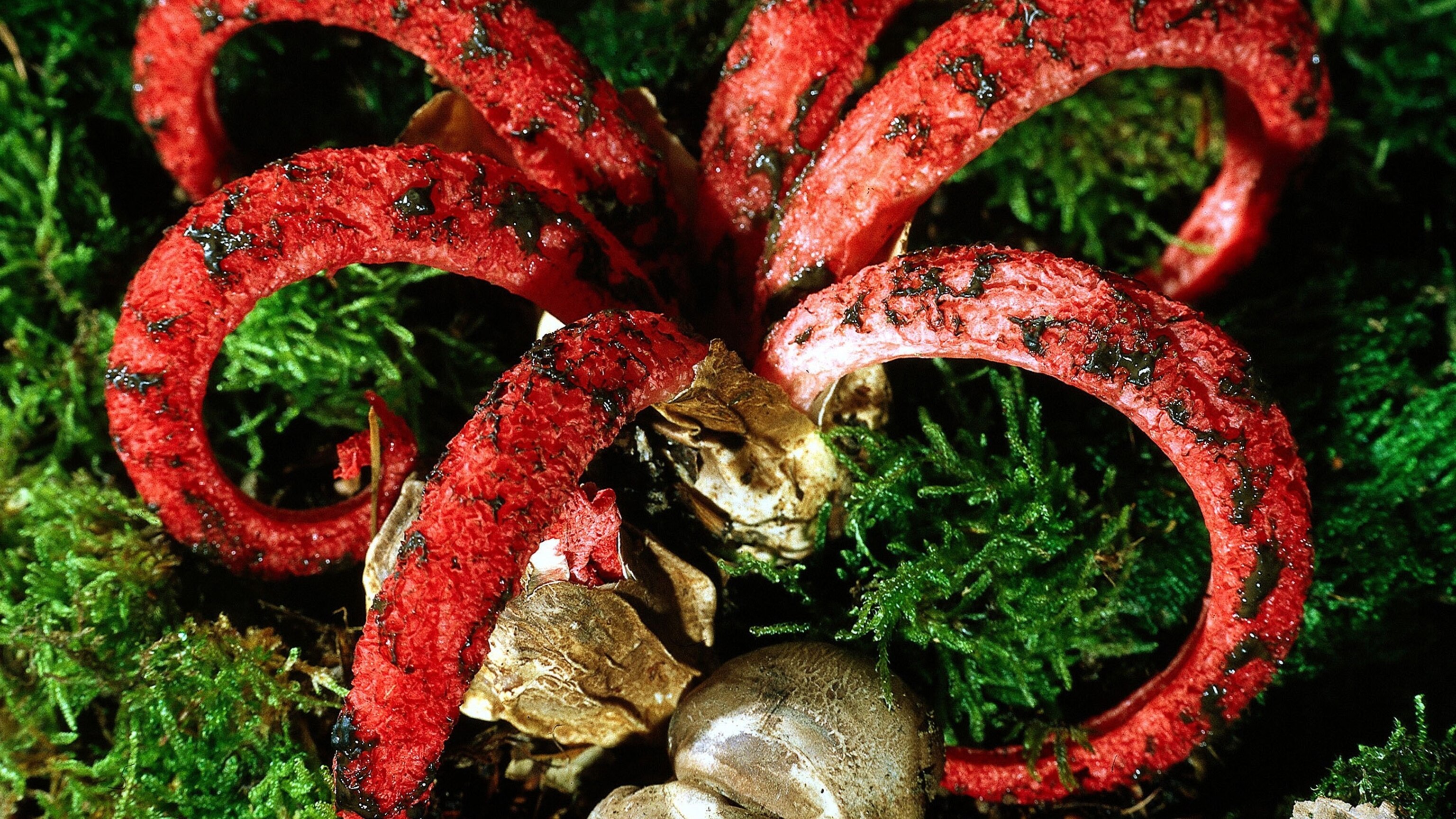 Watch The Devil S Fingers Fungus Will Haunt Your Dreams Watch The Devil S Fingers Fungus Will Haunt Your Dreams