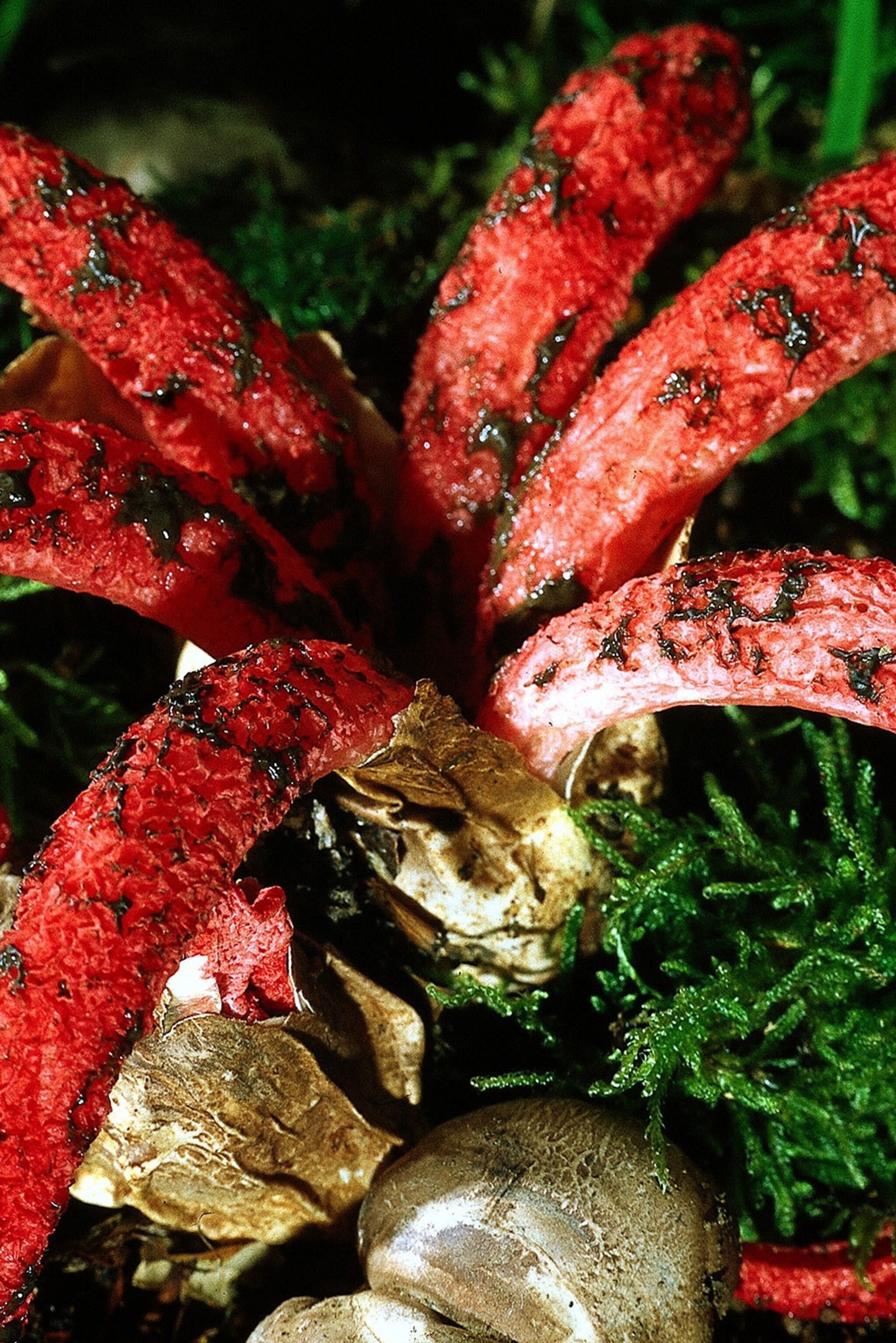 Watch The Devil S Fingers Fungus Will Haunt Your Dreams Watch The Devil S Fingers Fungus Will Haunt Your Dreams