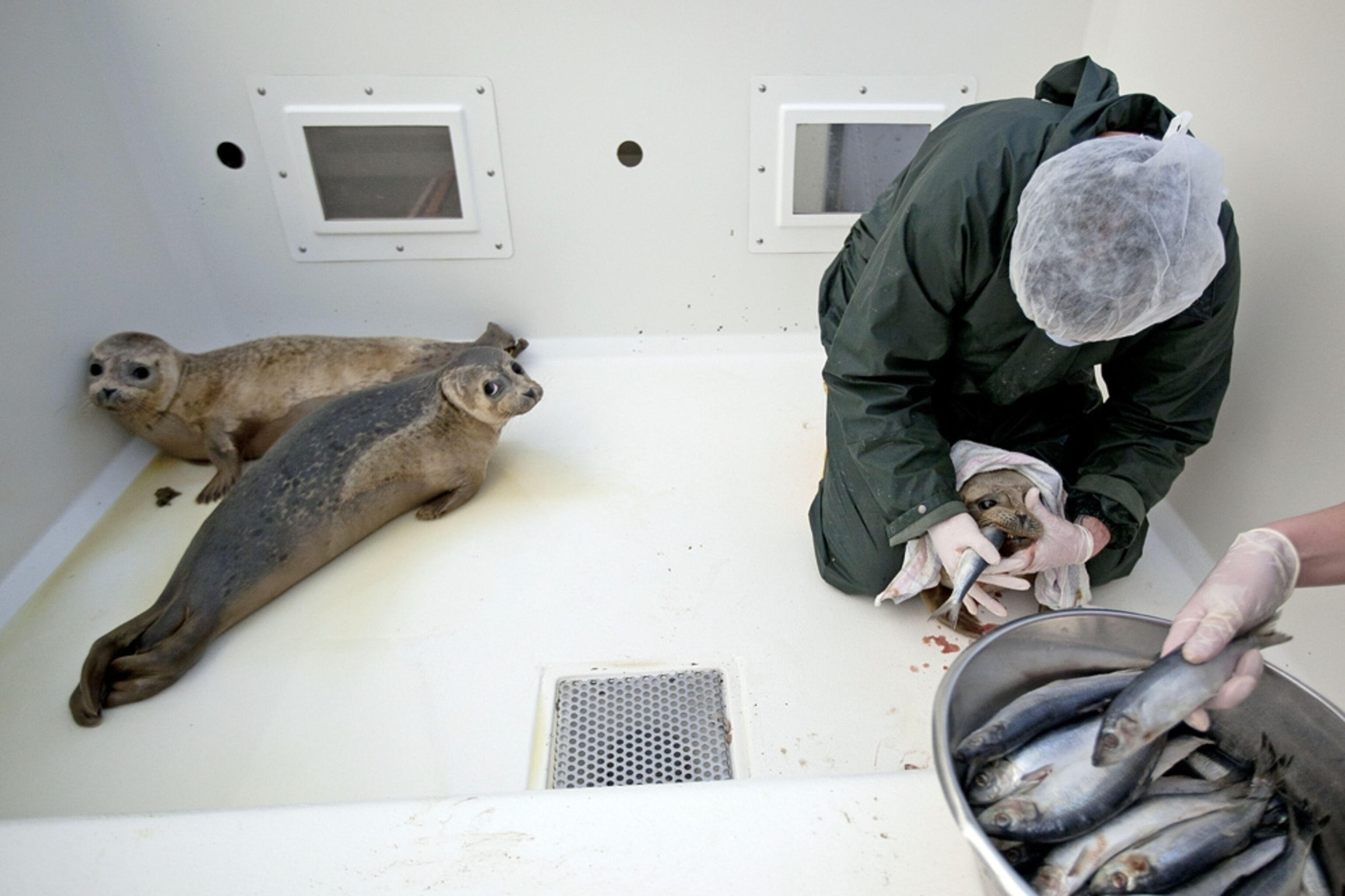 Seal pups picture: babies being fed