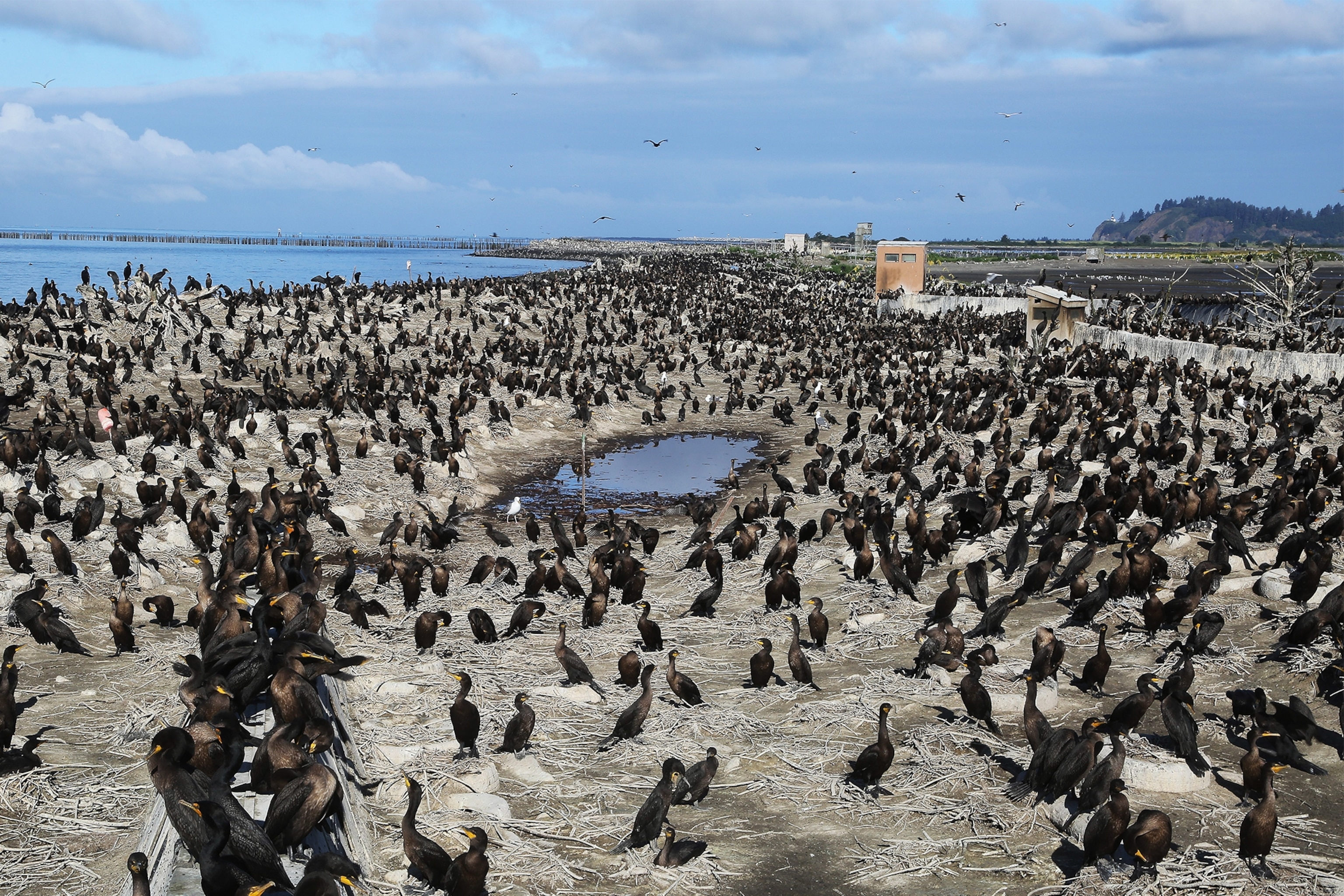 cormorants covering a stretch of the East Sand Island.