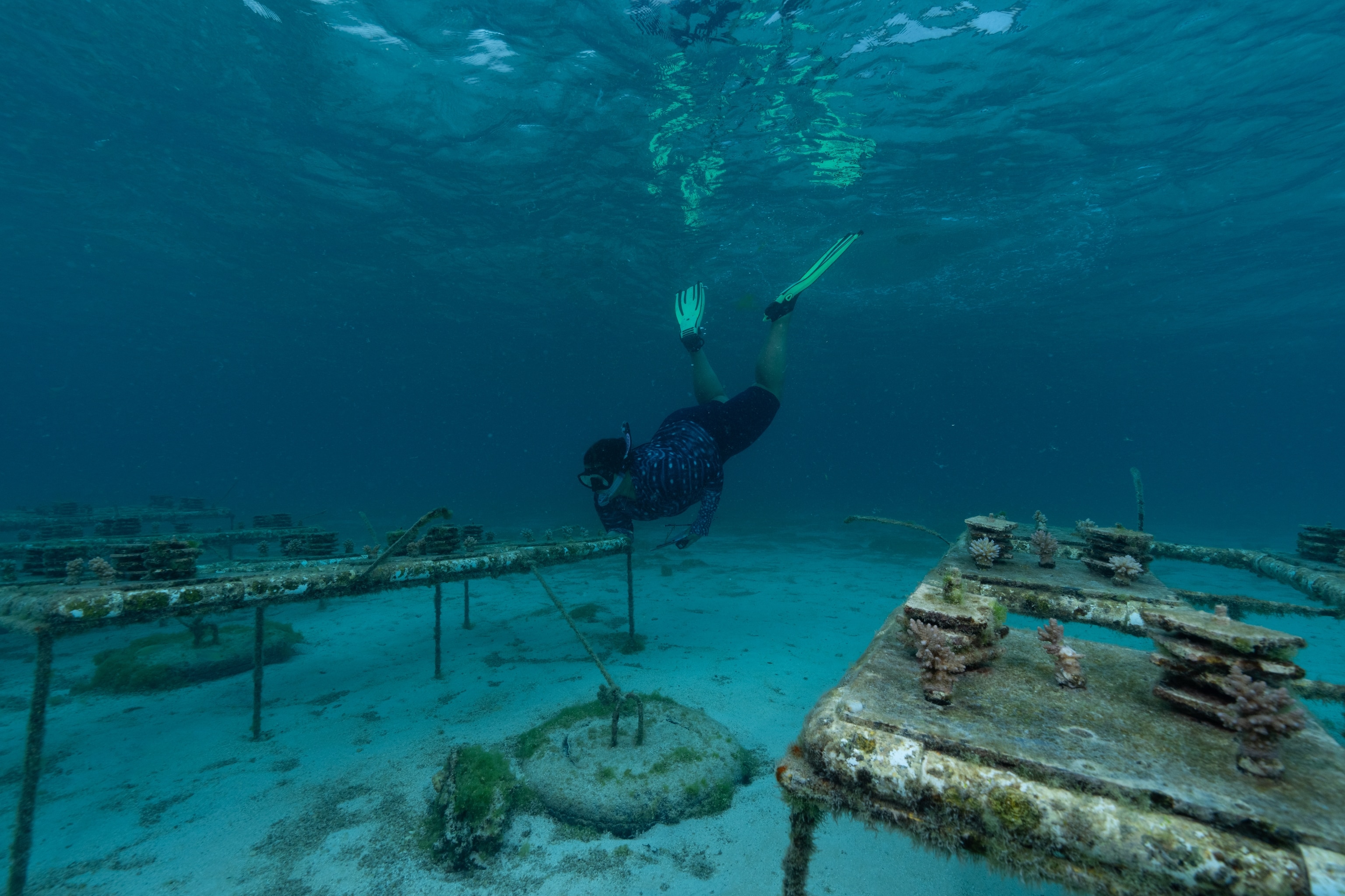 National Geographic Explorer Anya Brown recording measurements and data at the coral nursery in Rarotonga, Cook Islands.