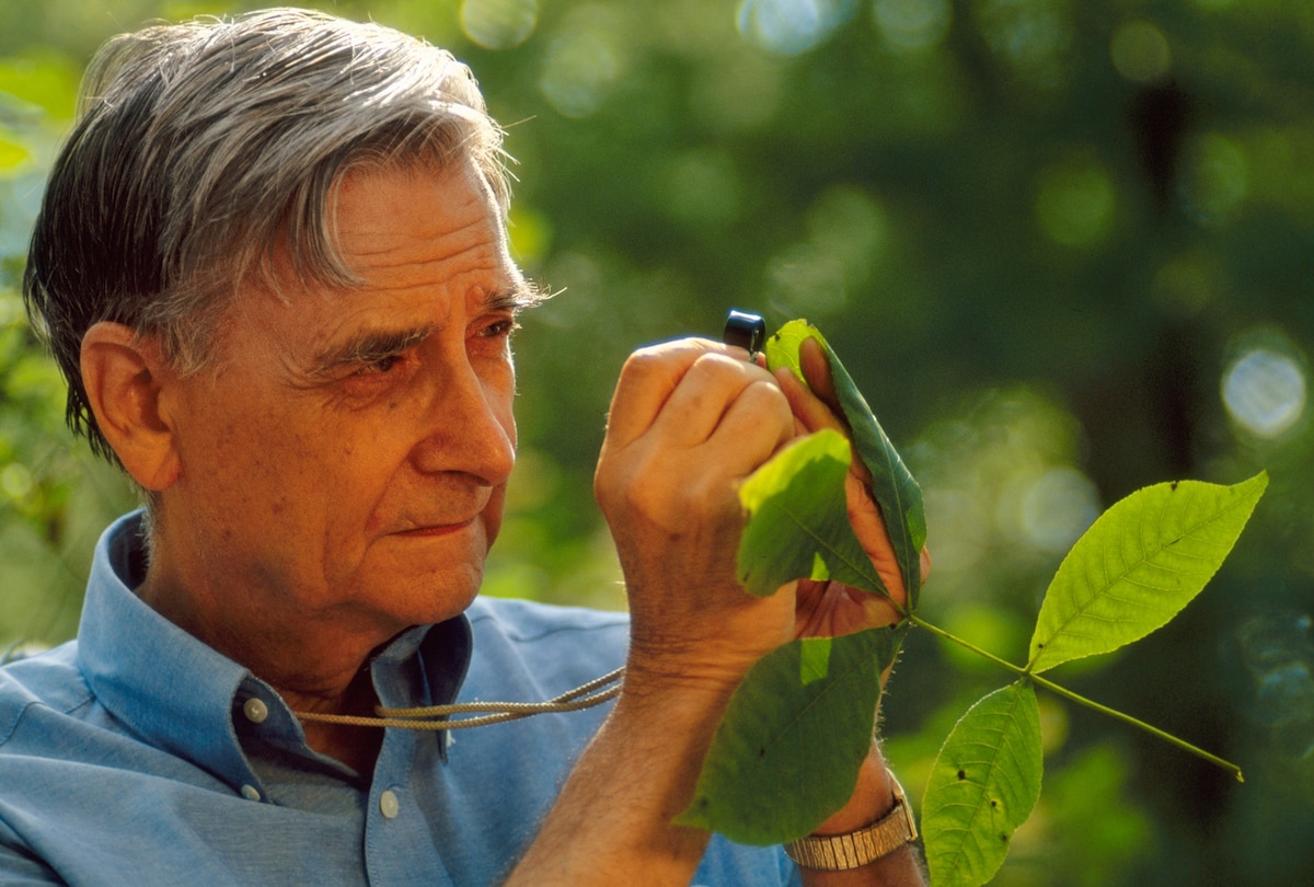 E.O. Wilson at 90 Conservation legend has big plans for future