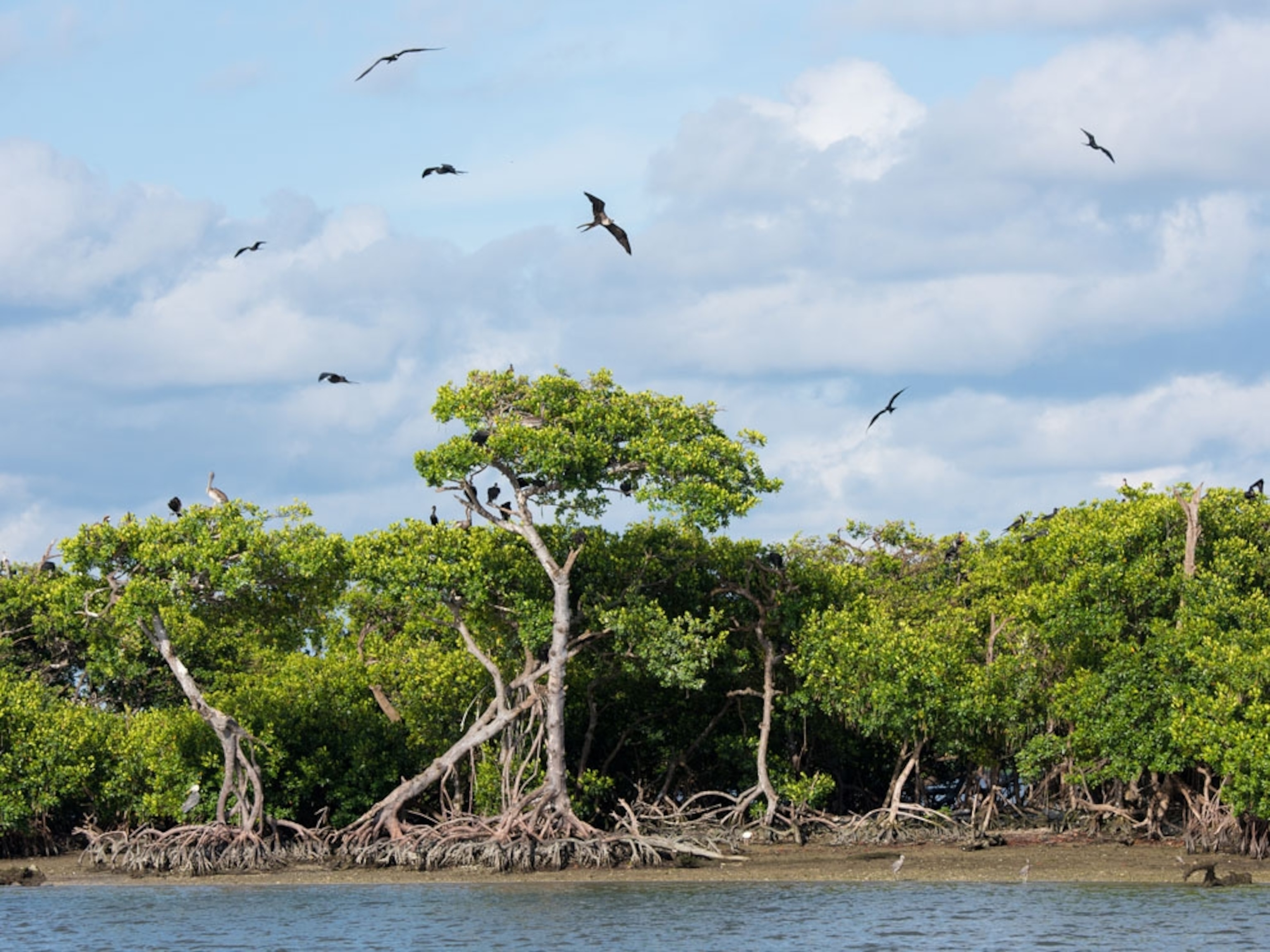 birds at Rookery Bay National Estuarine Research Reserve, Florida