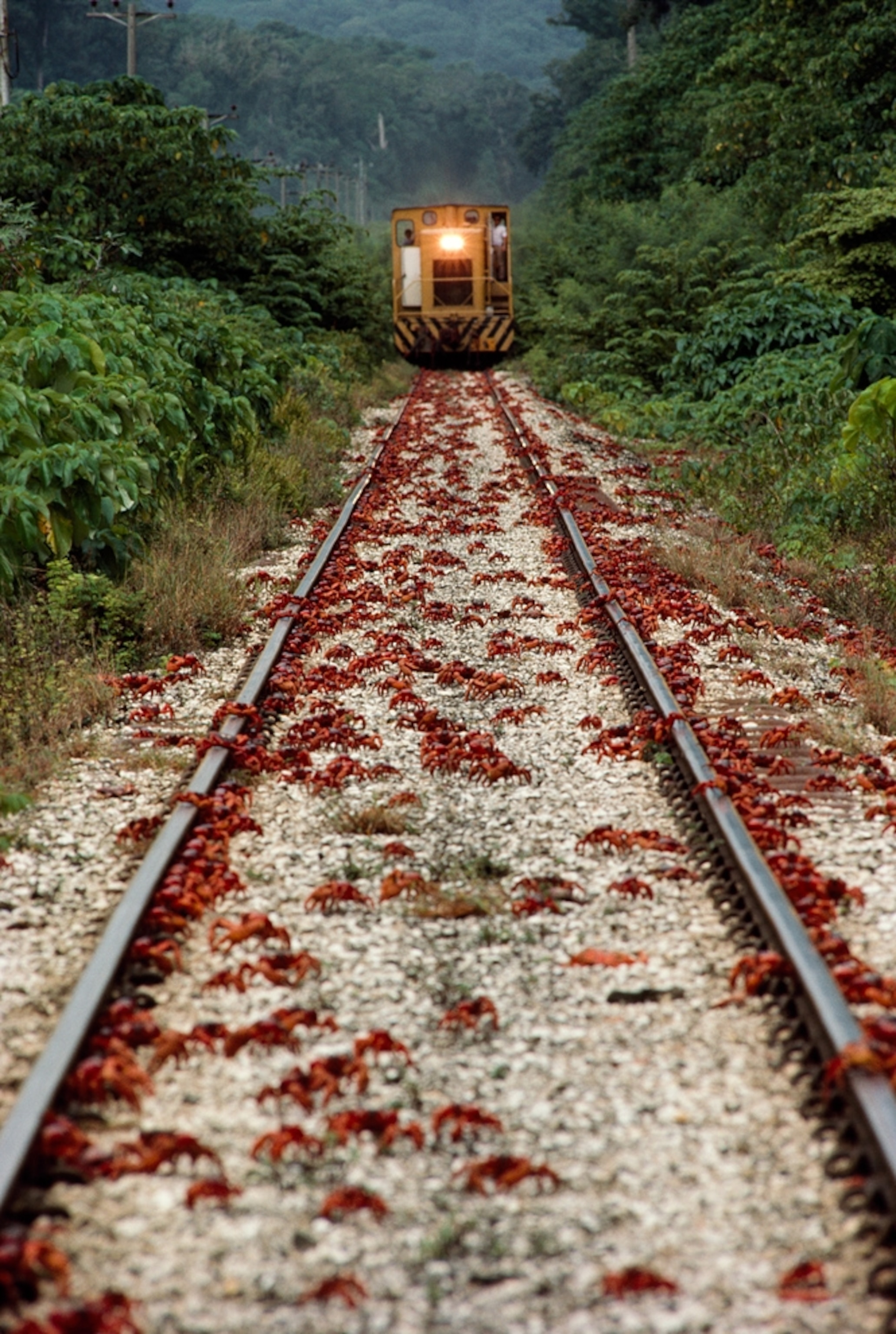A picture of a train traveling across a Christmas Island crab-covered track