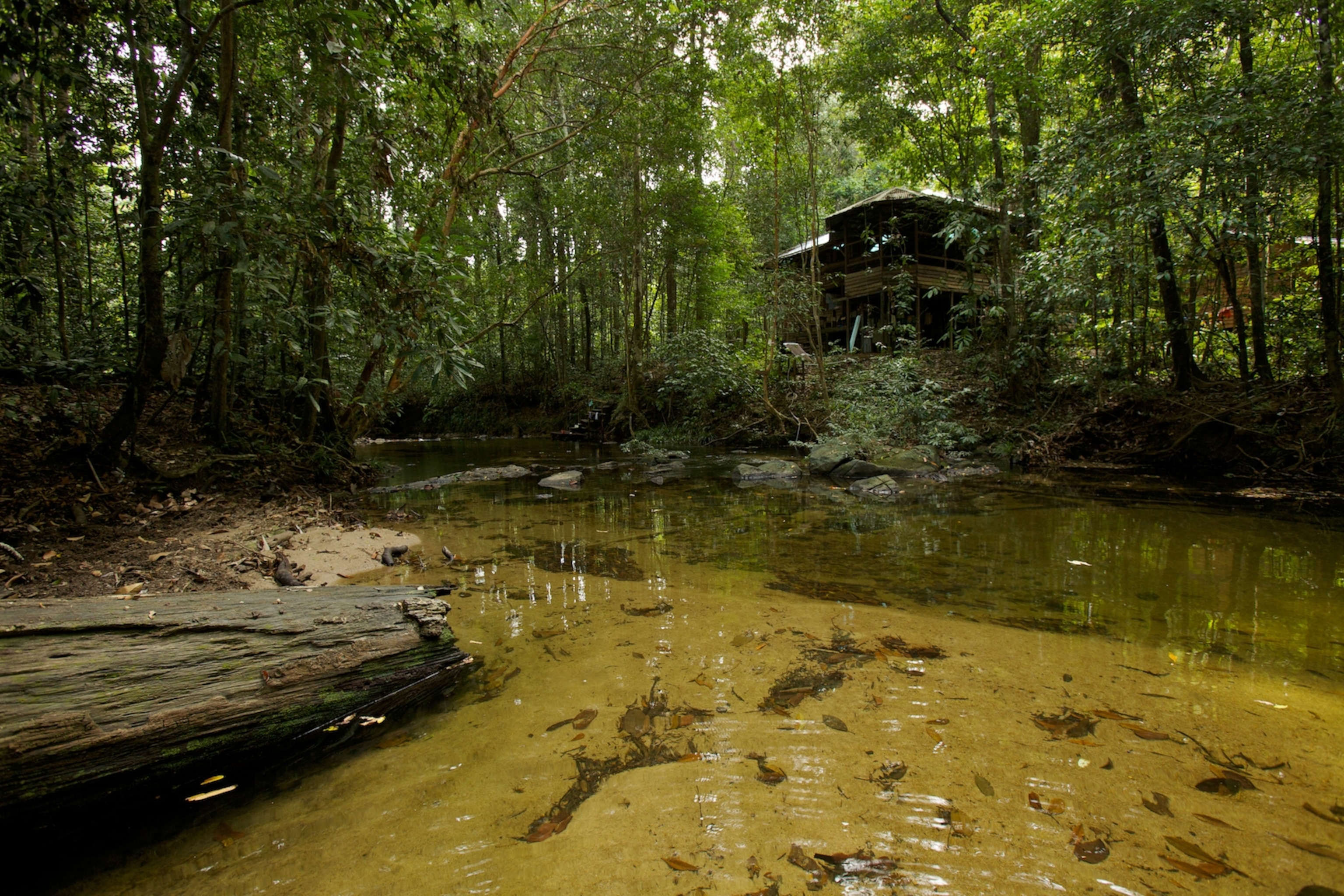 View of research station main camp building in Gunung Palung National park