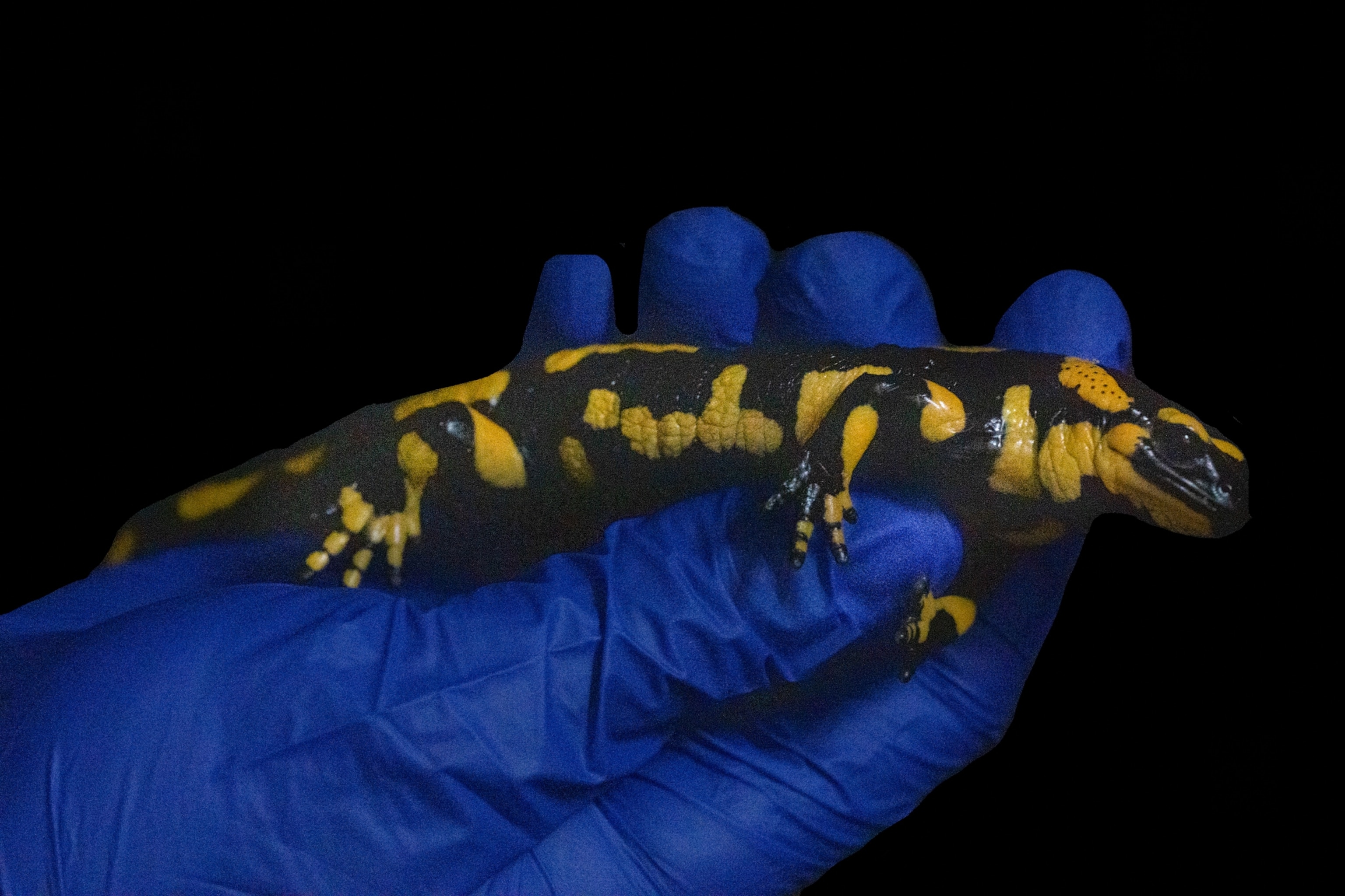 A yellow and black salamander on a blue glove