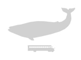 blue-whale_size.gif?w=160&h=120