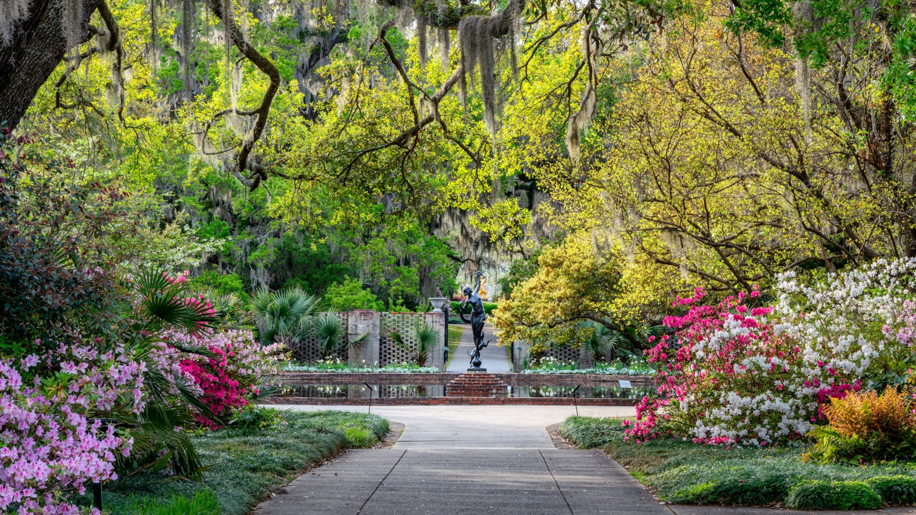 Azalea Garden in Spring - South Carolina with Live Oaks