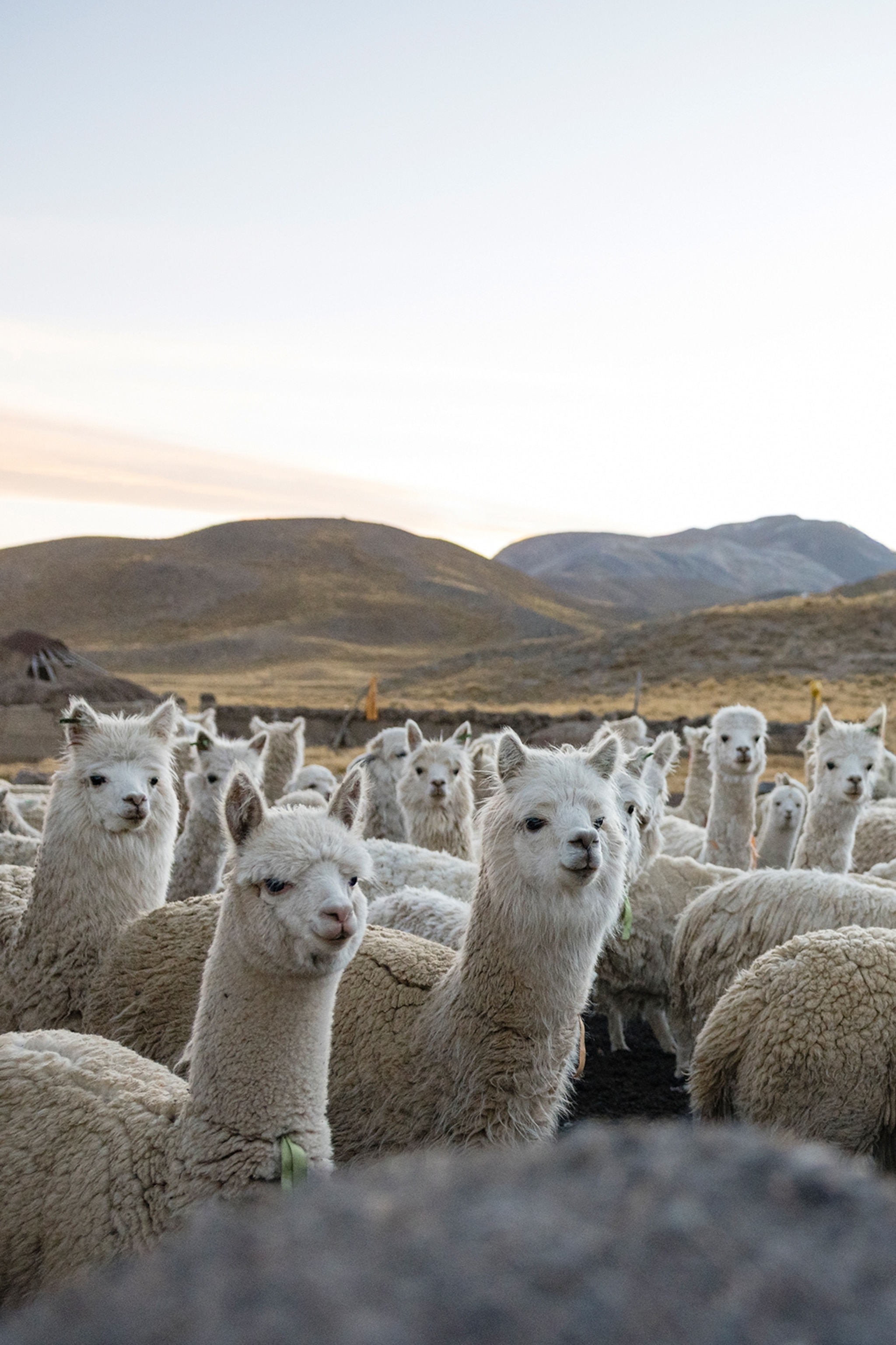 A herd of alpacas in an enclosure on a mountain.