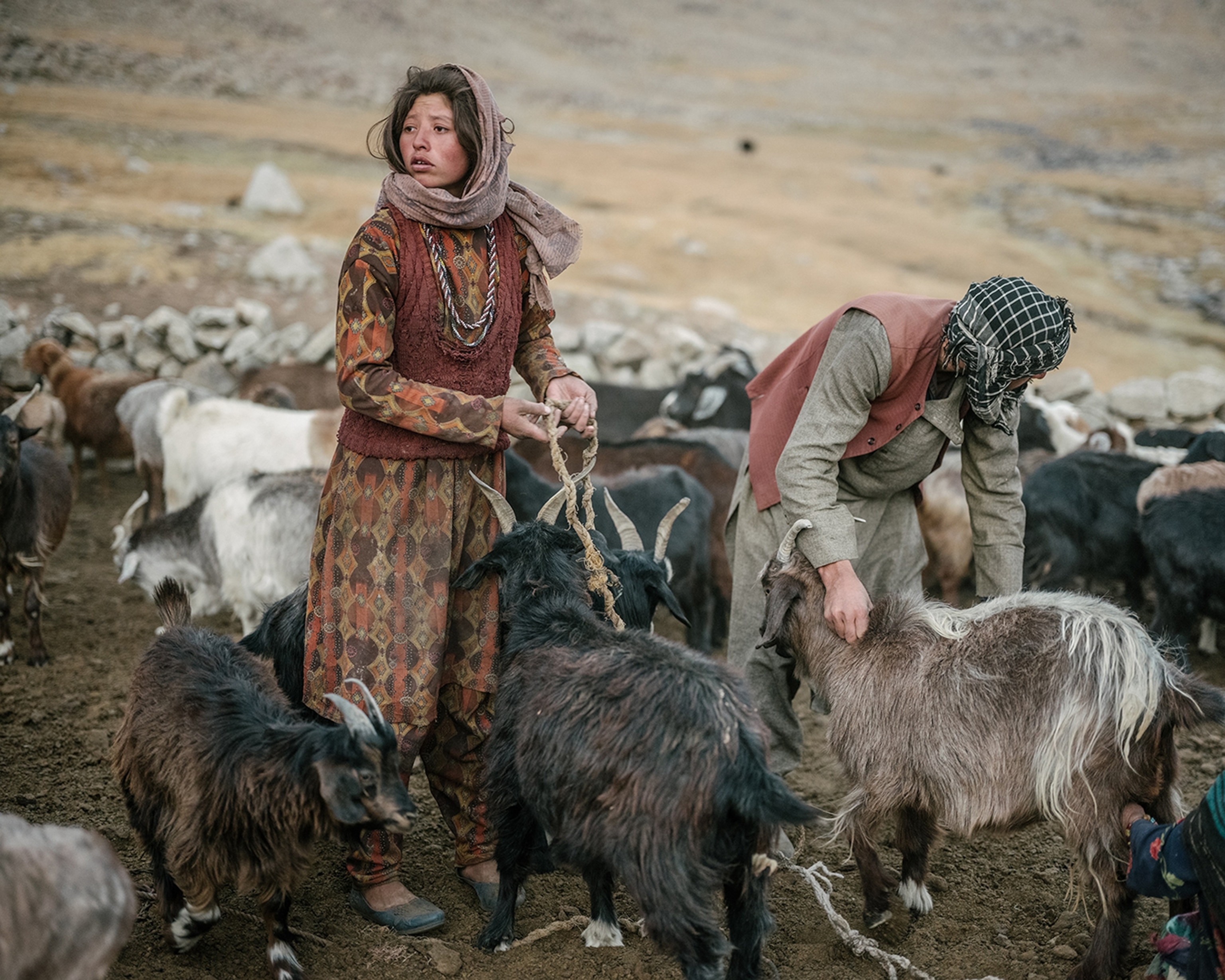 A sister and brother, two young shepards, tying up goats and sheep for milking at nightfall. High Pamir, 2025