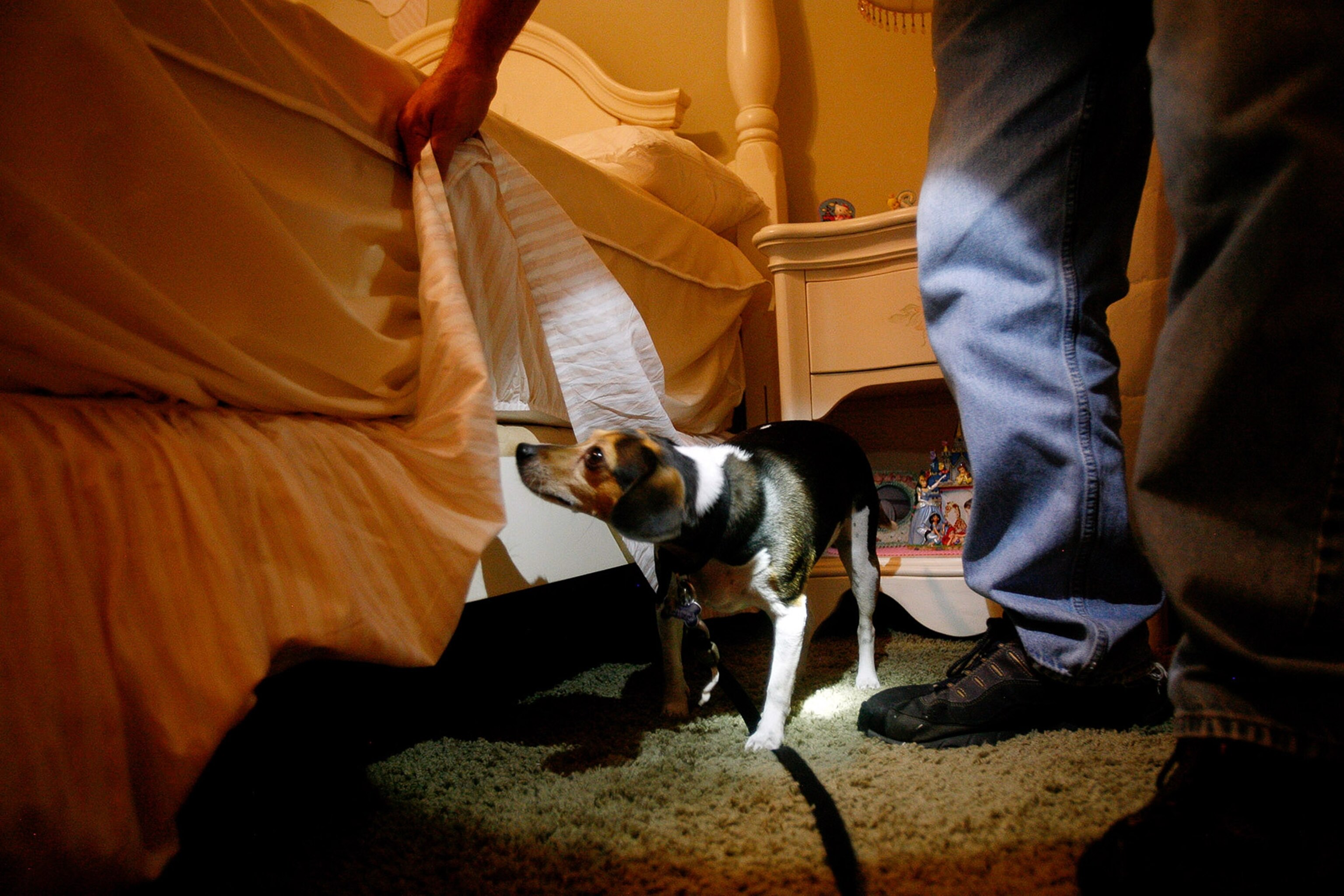 a dog sniffing for bed bugs