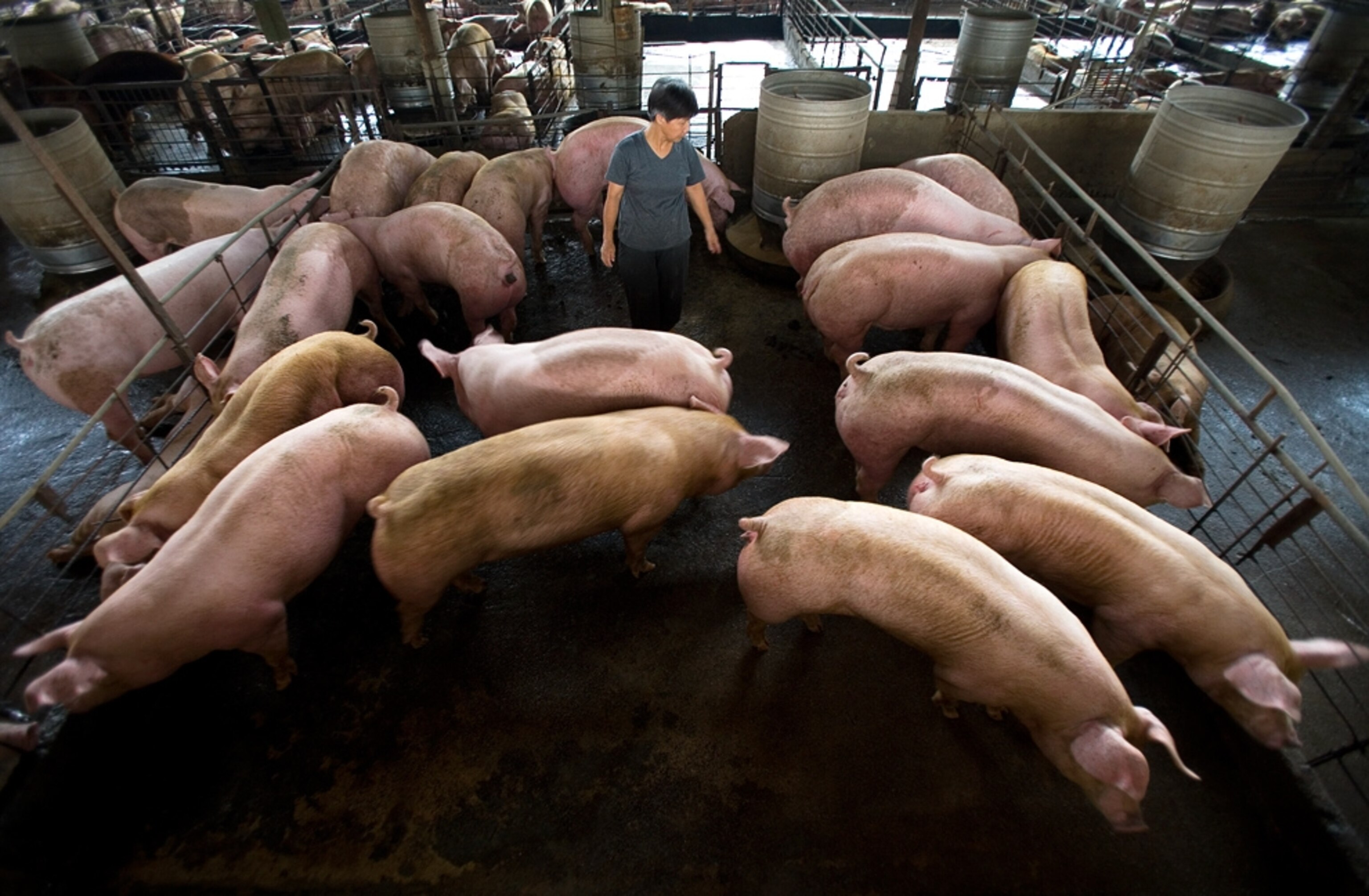Pigs in a Hong Kong farm.
